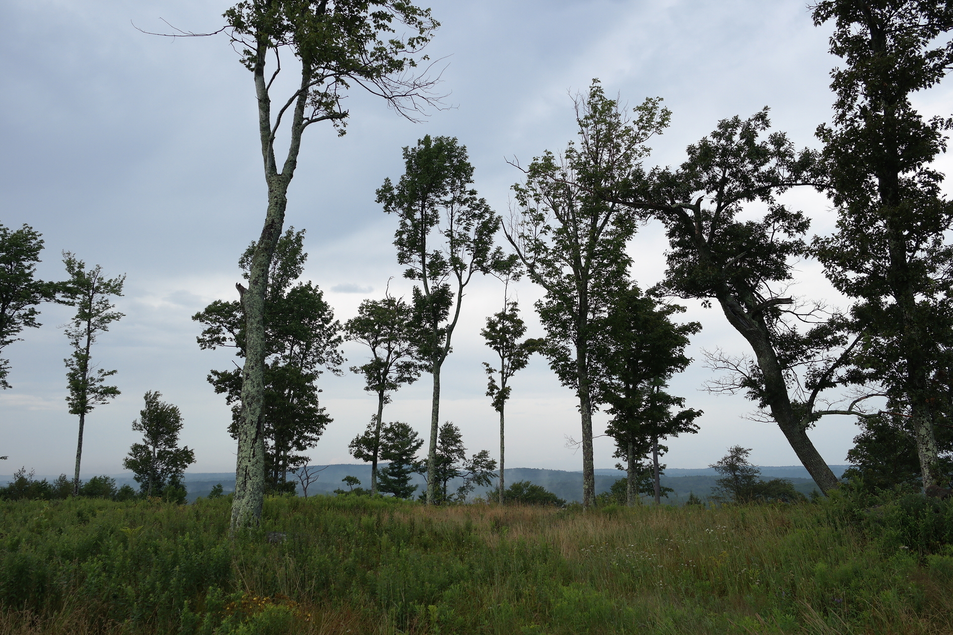 Tall, scattered trees against a grey, cloudy sky.