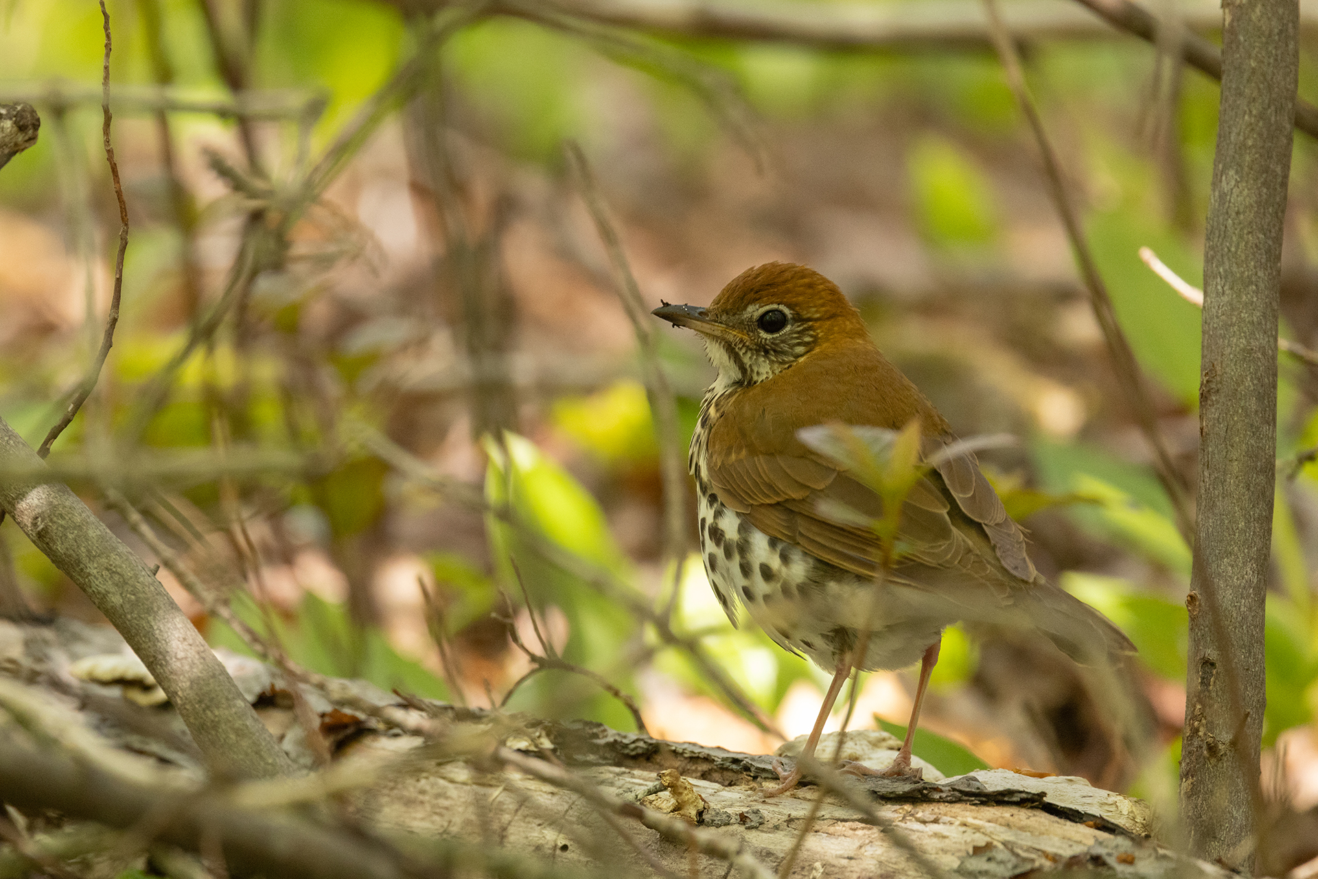 Close up of a Wood Thrush in a tree