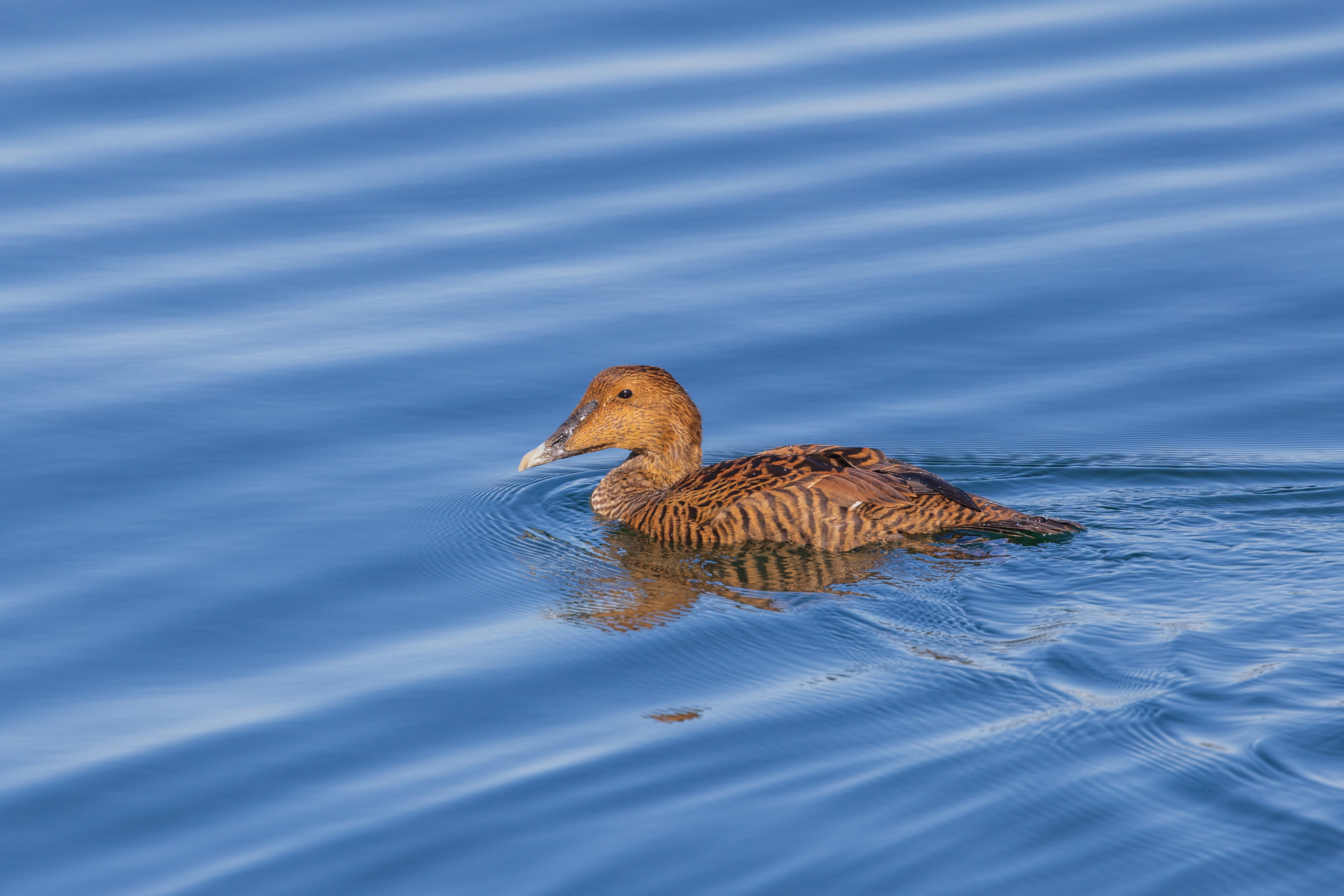 A brown duck with an elongated beak swims in the water. It's wings and backside are striped with black bands.
