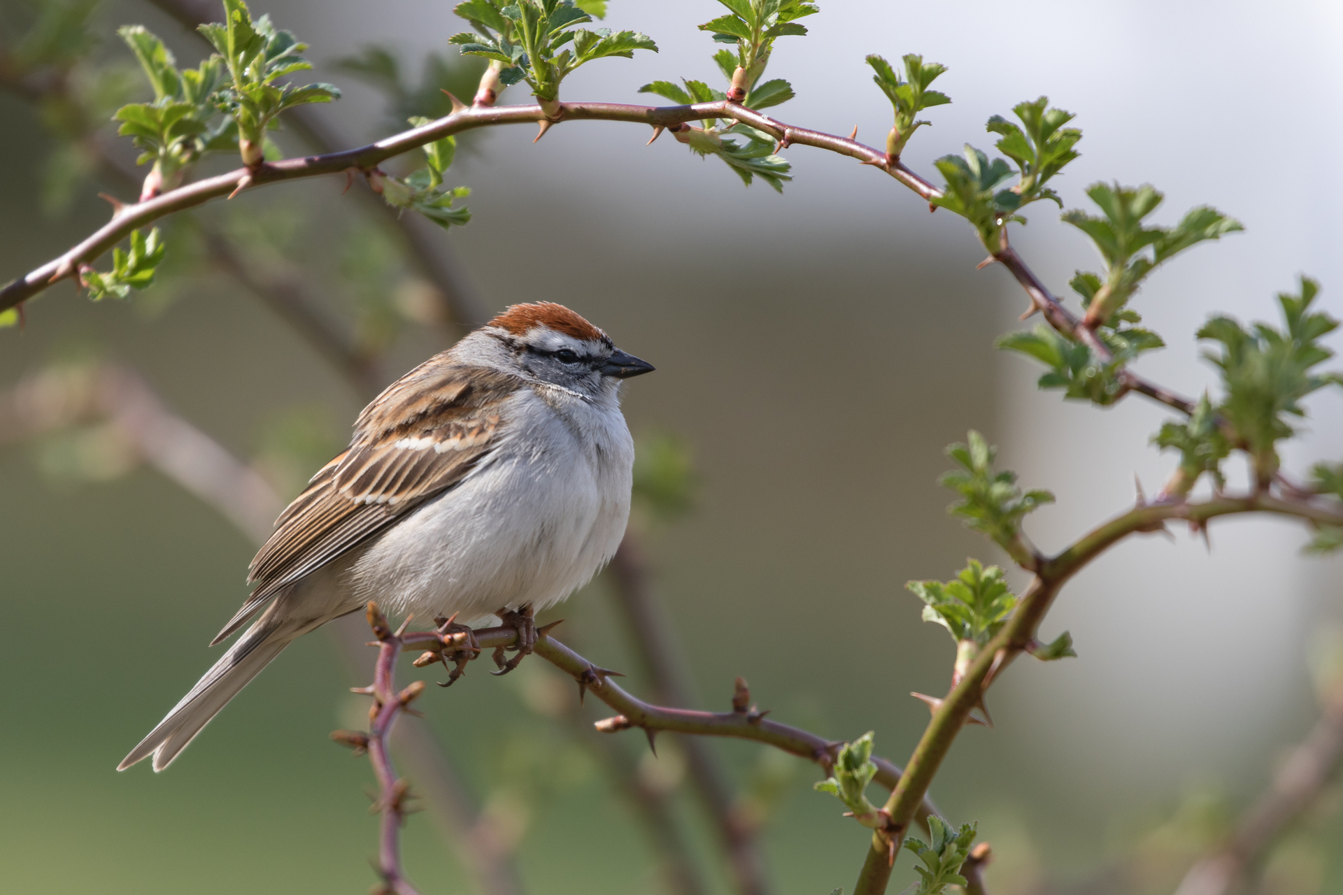 Chipping Sparrow on branch