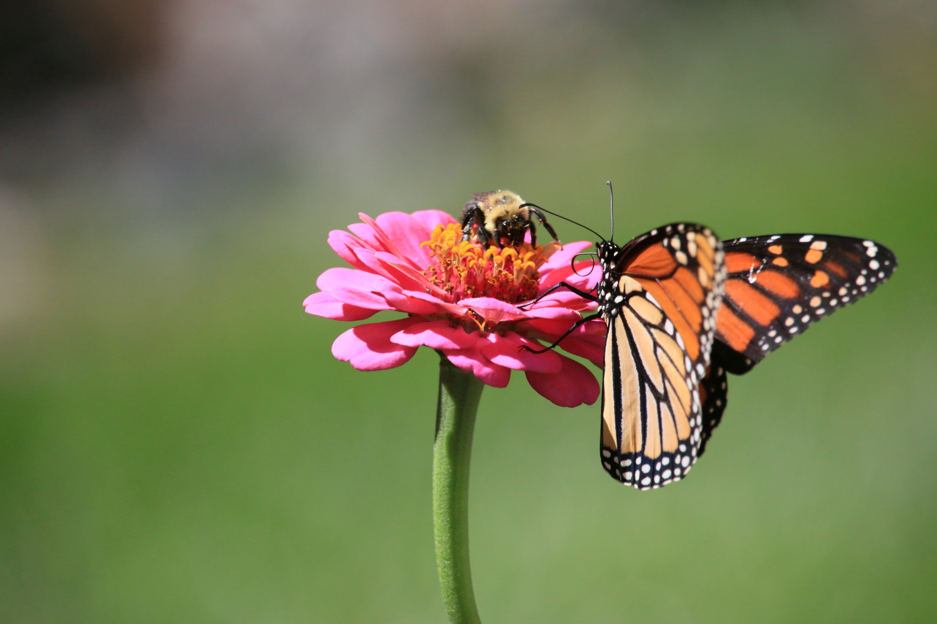 Monarch Butterfly and bee on flower