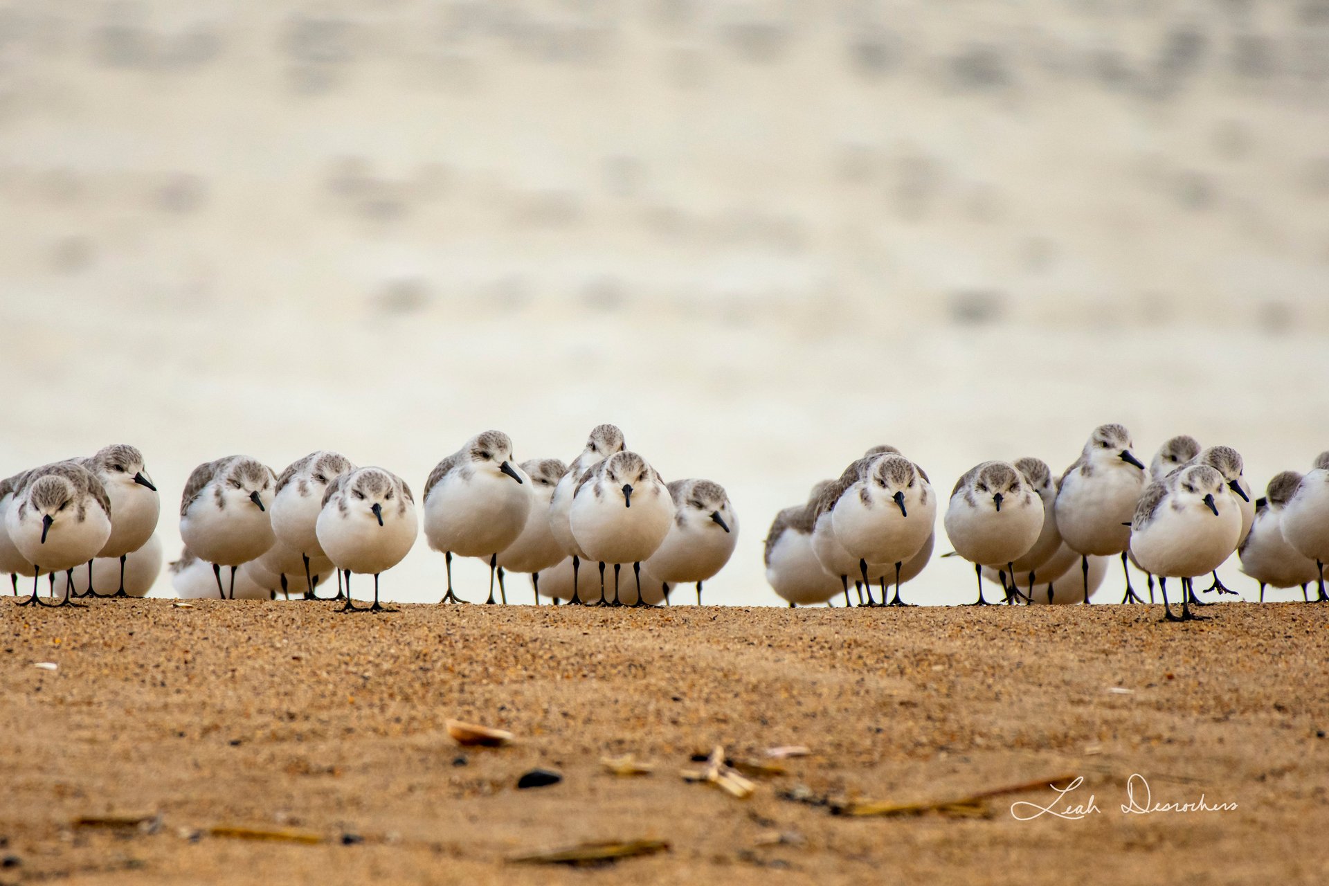 Sanderlings on beach