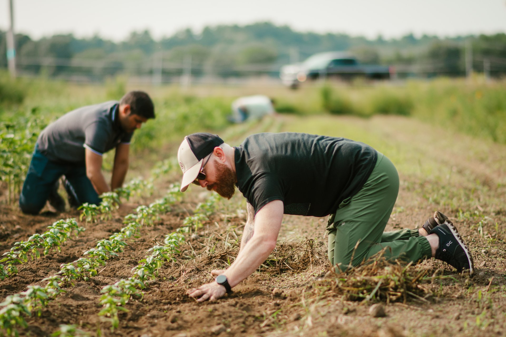 People work in a field.