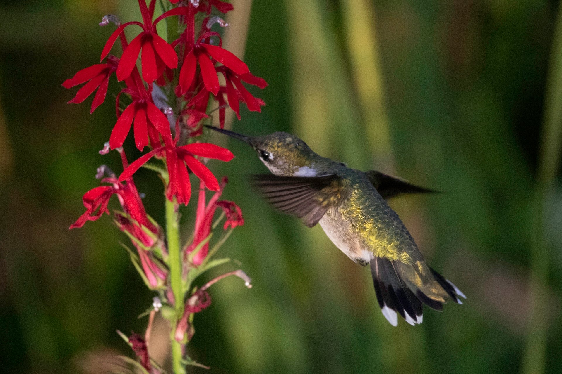 Hummingbird drinking from red flower