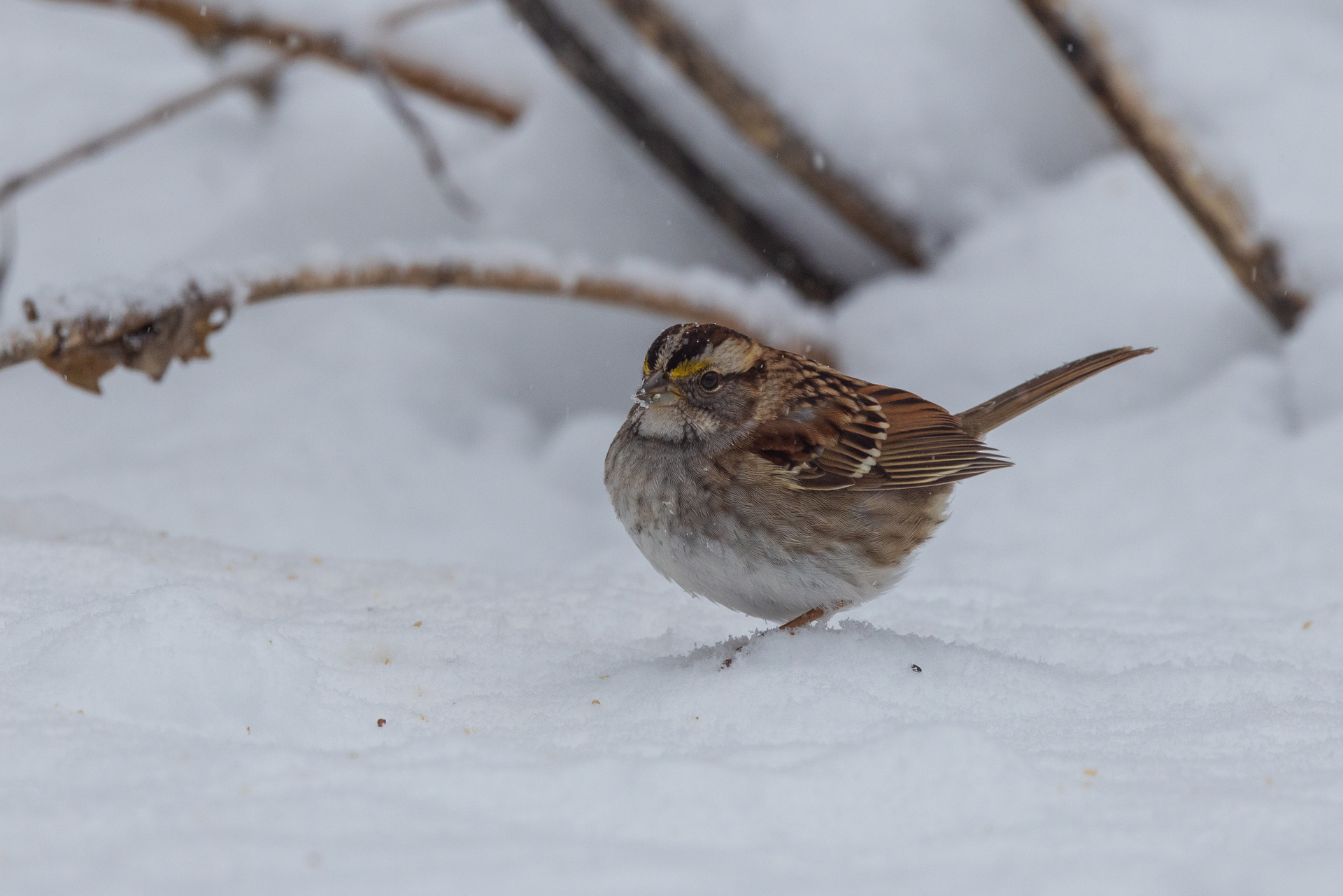 White-throated Sparrow in snow