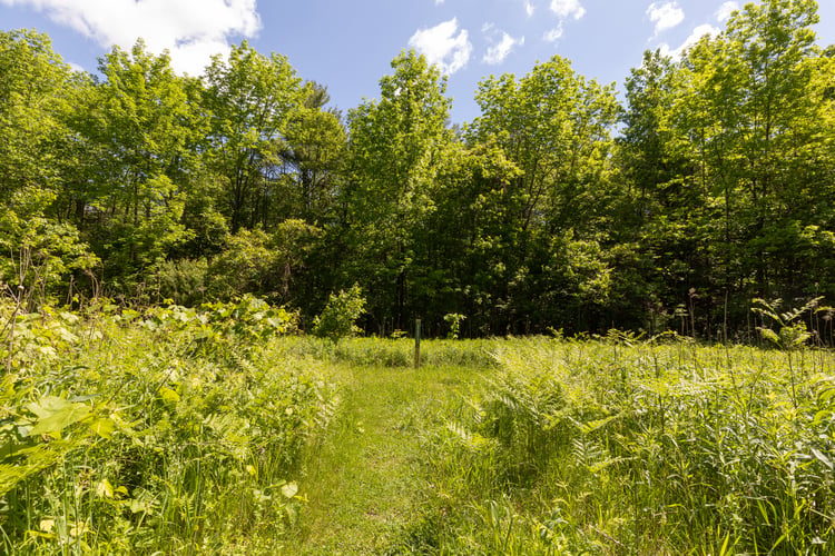 Green path cut between vegetation and a green forest.