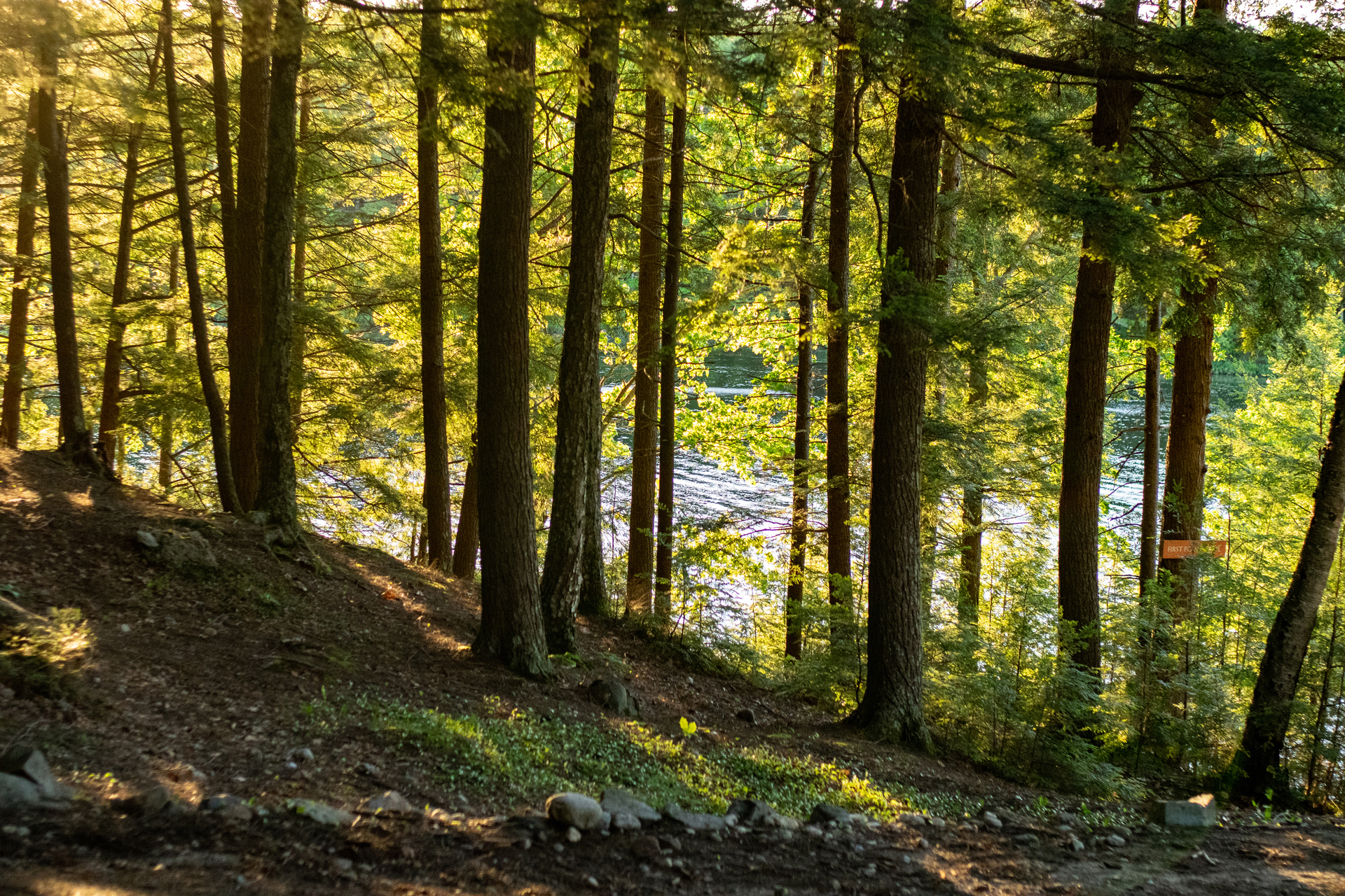 Sun shining through forest with lake behind it