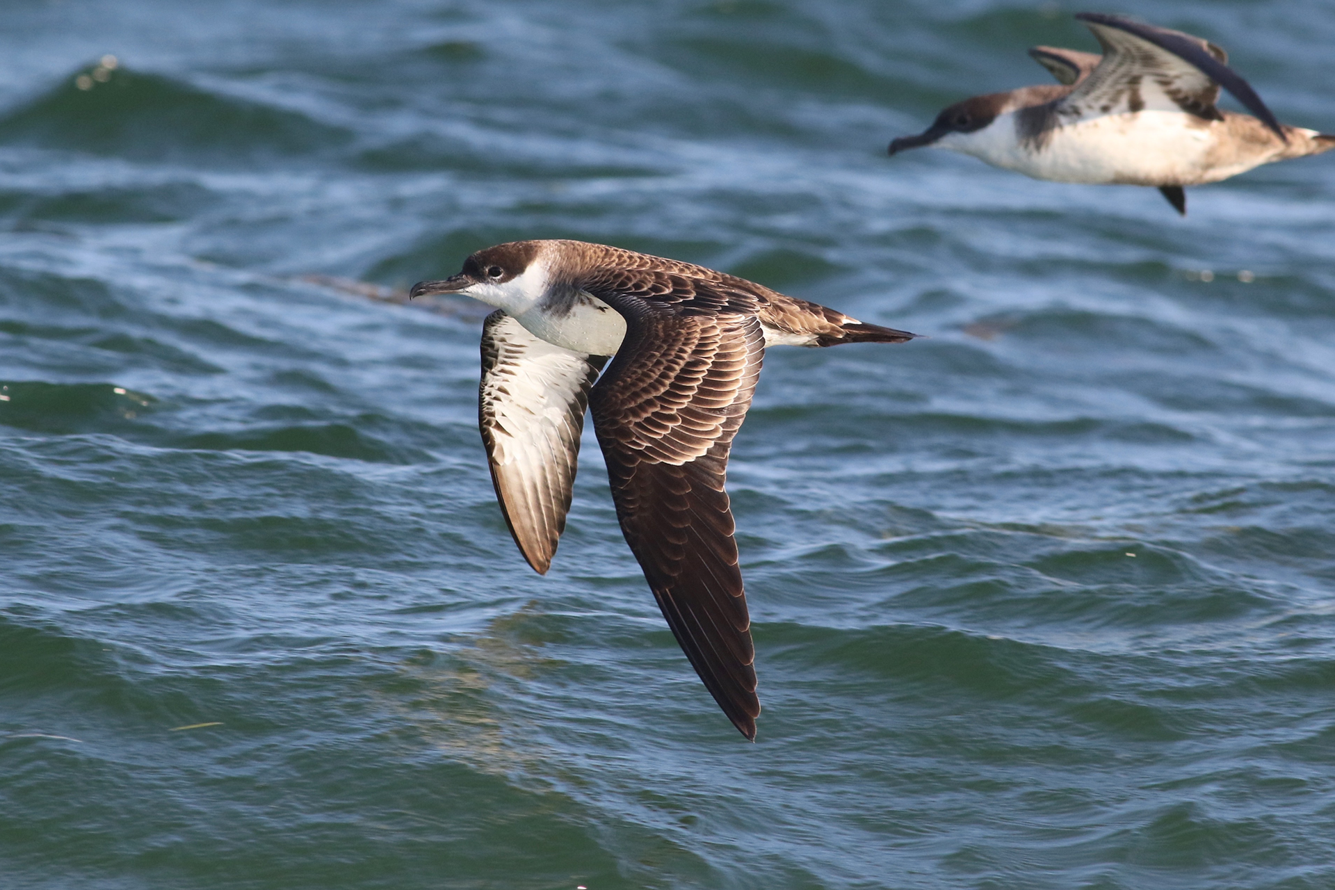 Close up of a Great Shearwater flying over the ocean