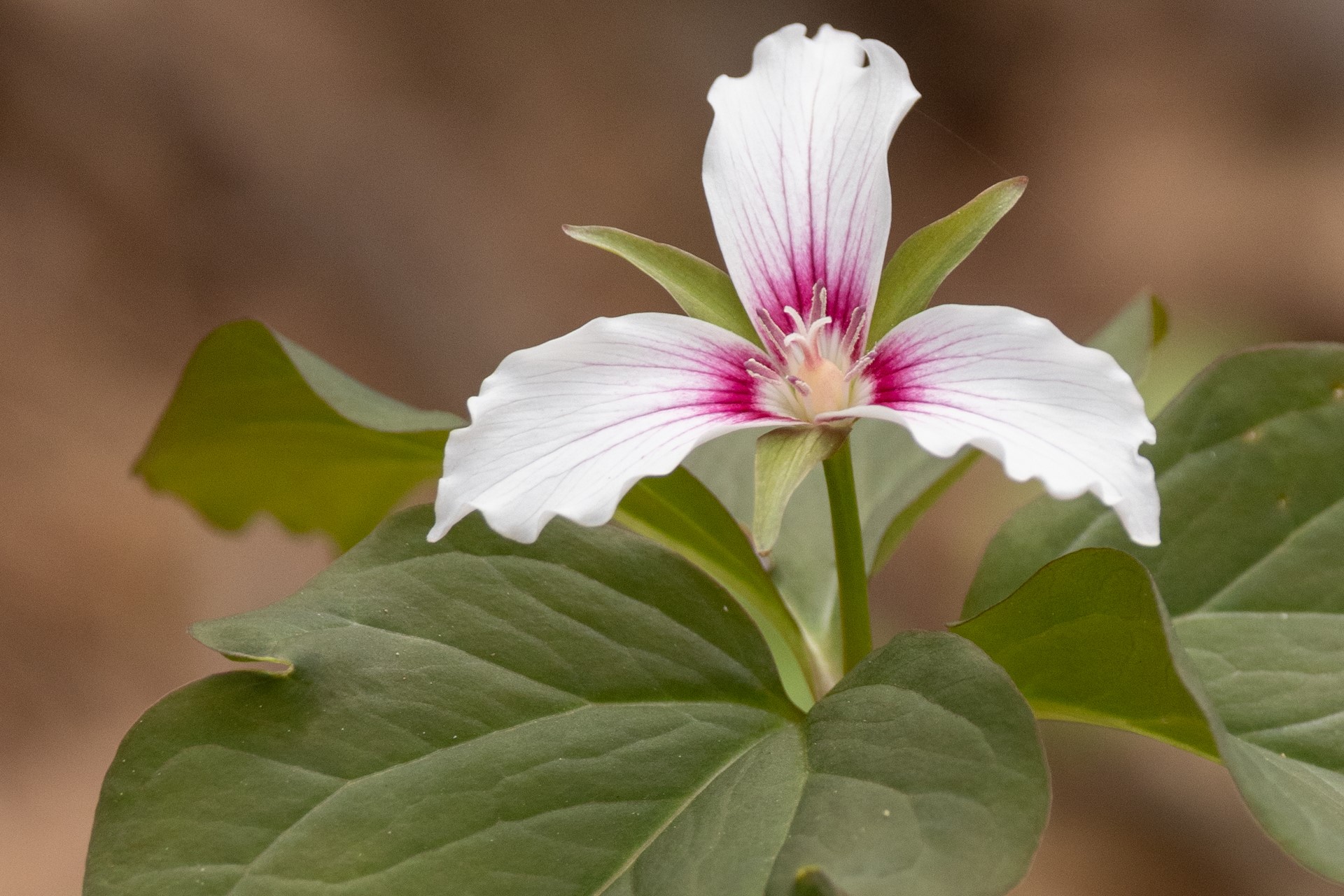 white and magenta flower trilium