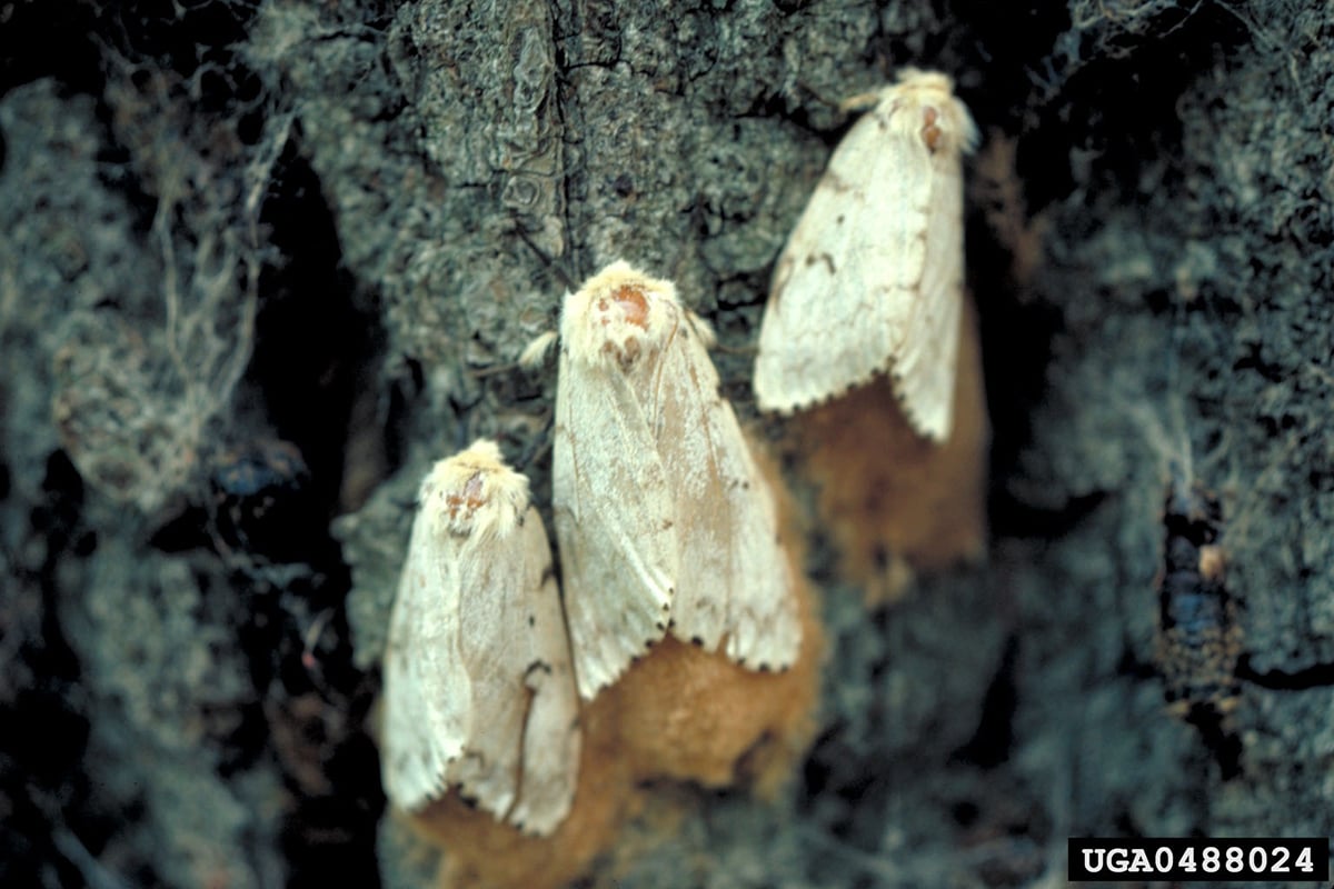 three spongy moths laying eggs on tree bark