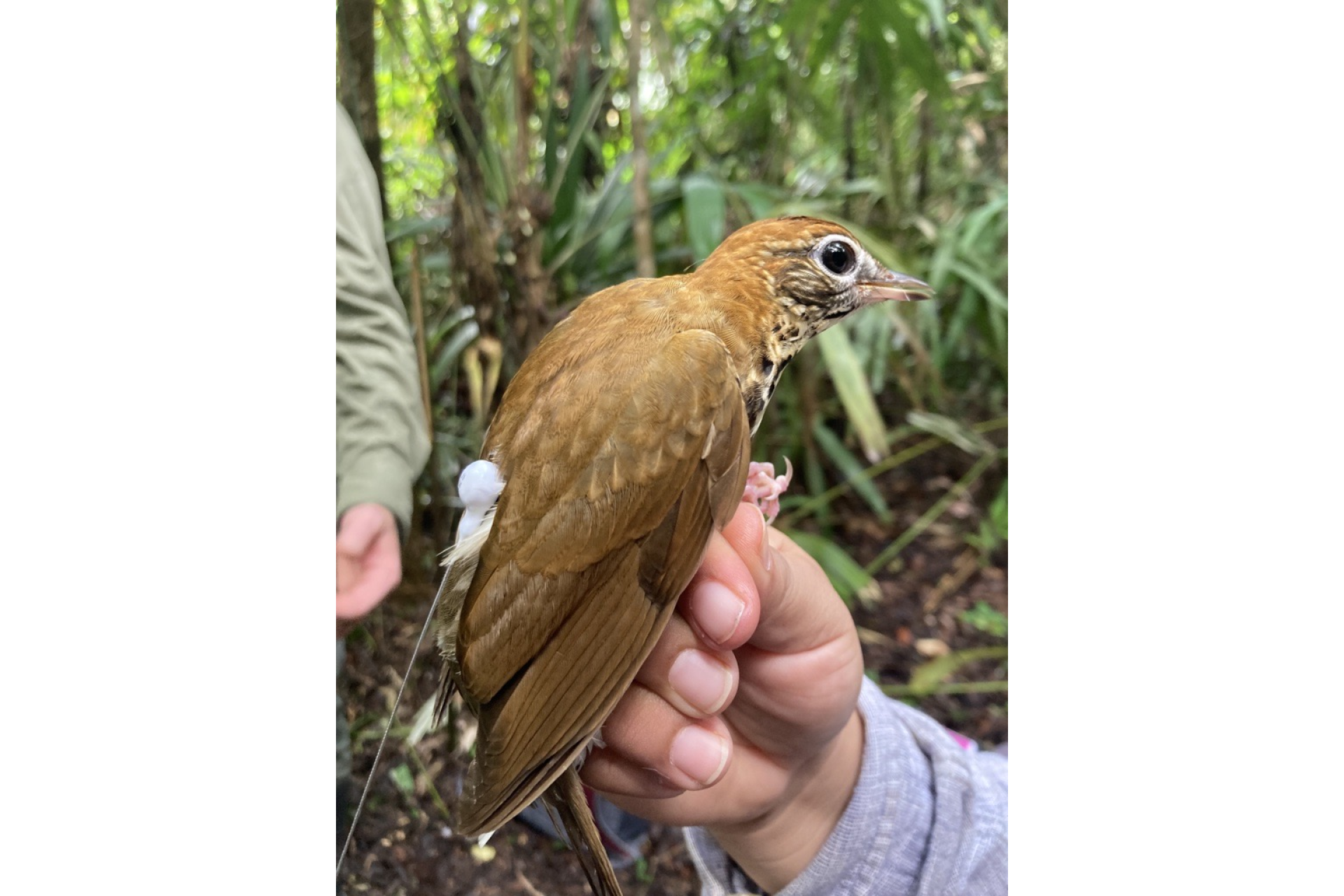 Wood Thrush with tracker