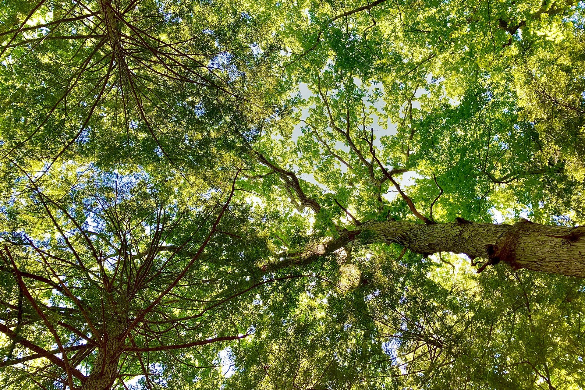Looking up at a hemlock white oak tree's leaves