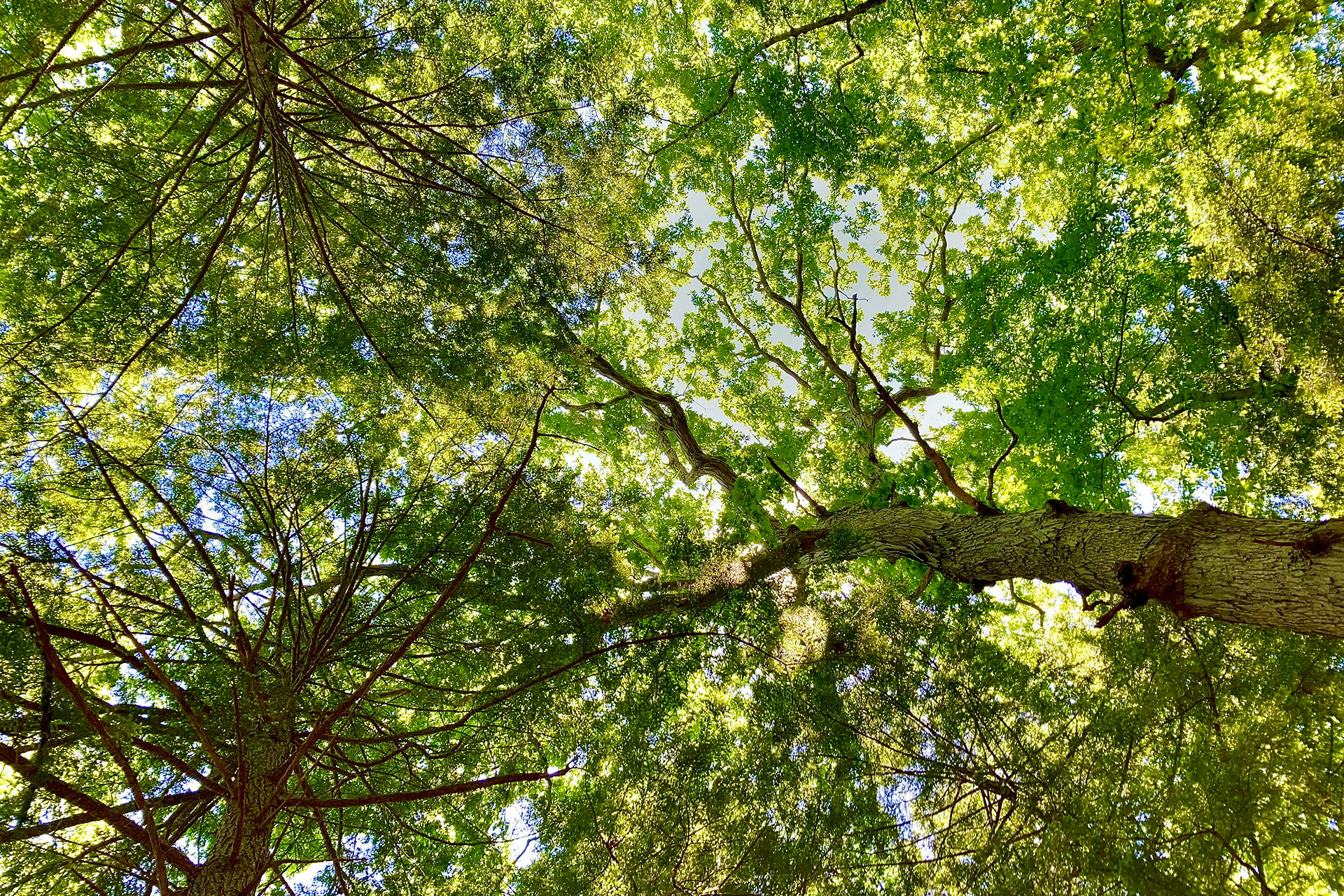 The Leaf-Eating, Tree-Damaging, Little Green Caterpillar