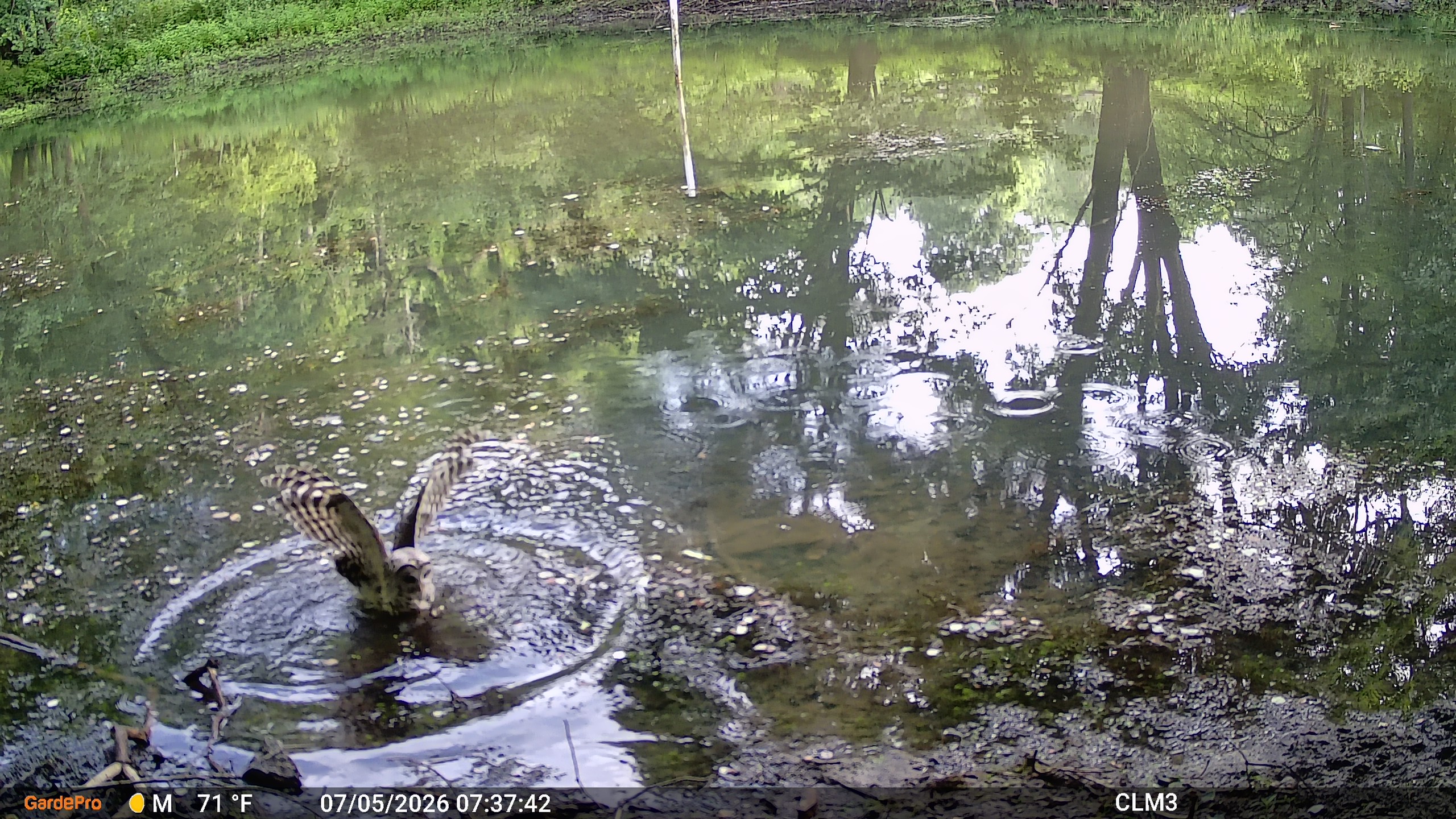 Trail cam photo of a Barred Owl splashing in a pond