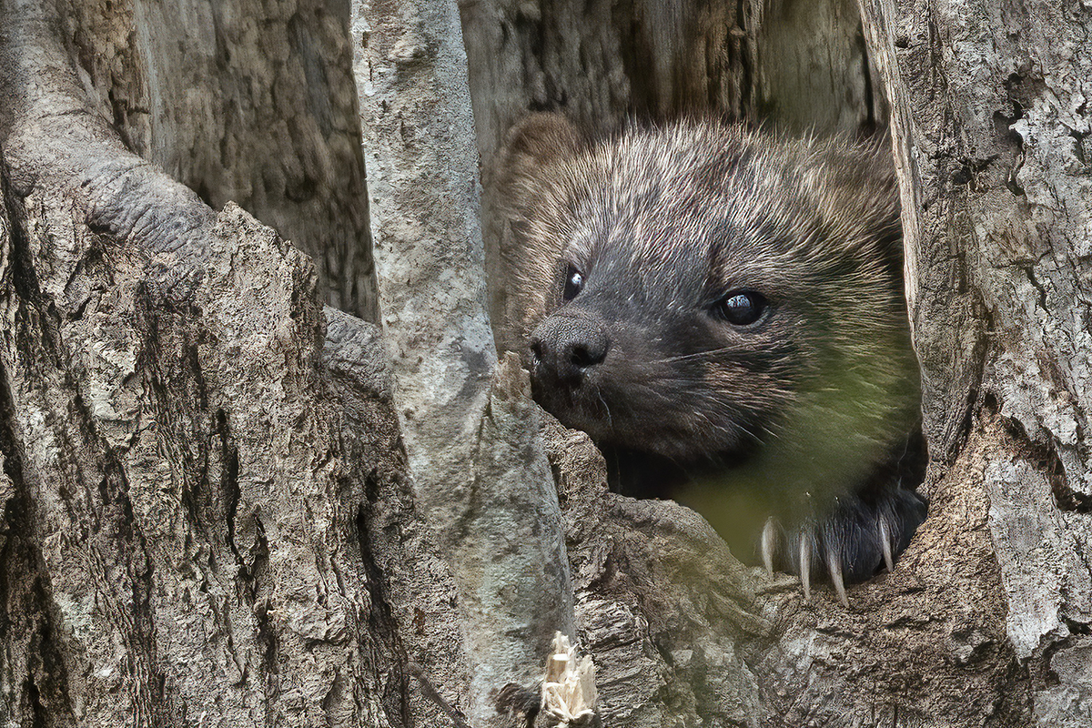 A fisher with just its head and one paw sticking out from a hole in a tree. The paw has sharp long claws.