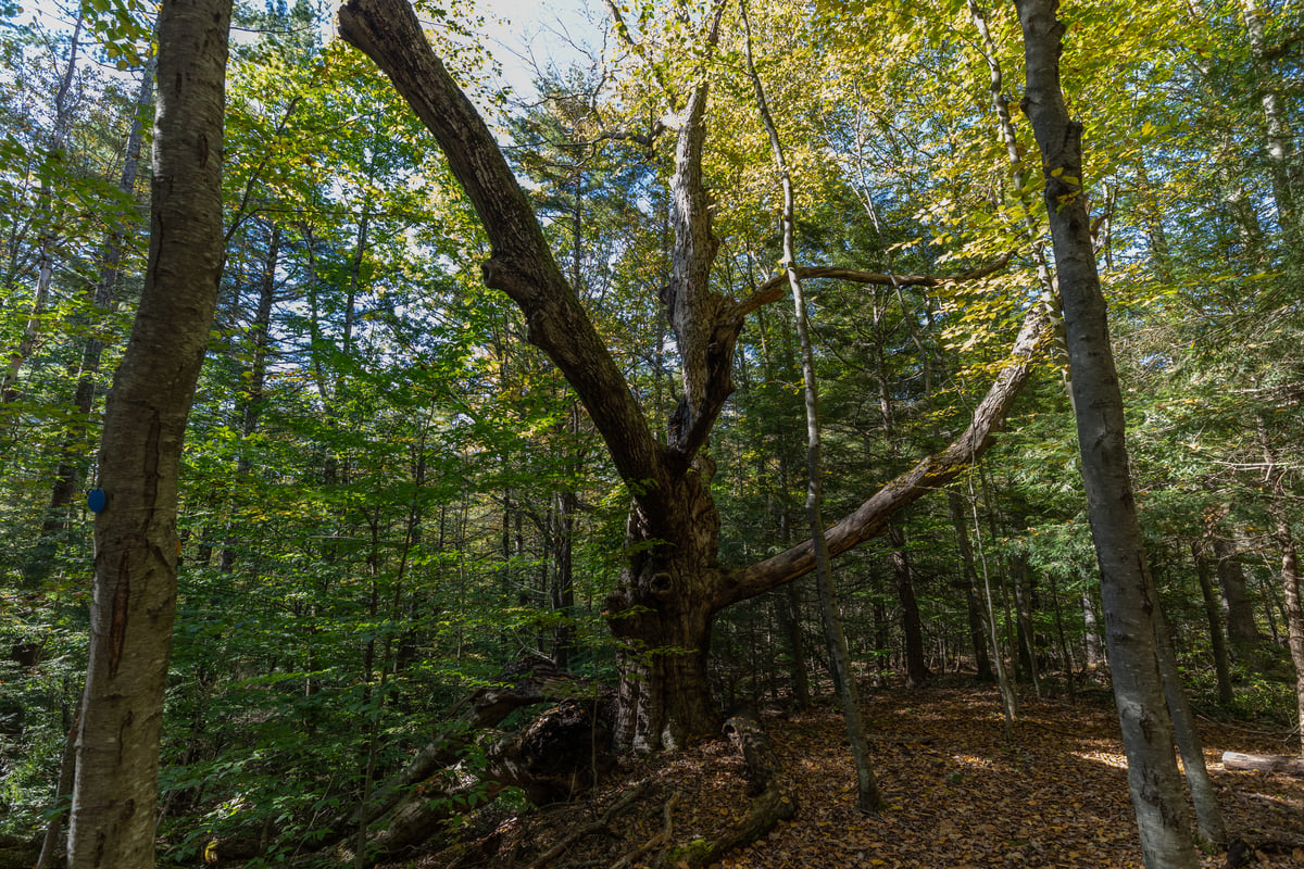 A massive dead tree stands in the middle of a green forest.