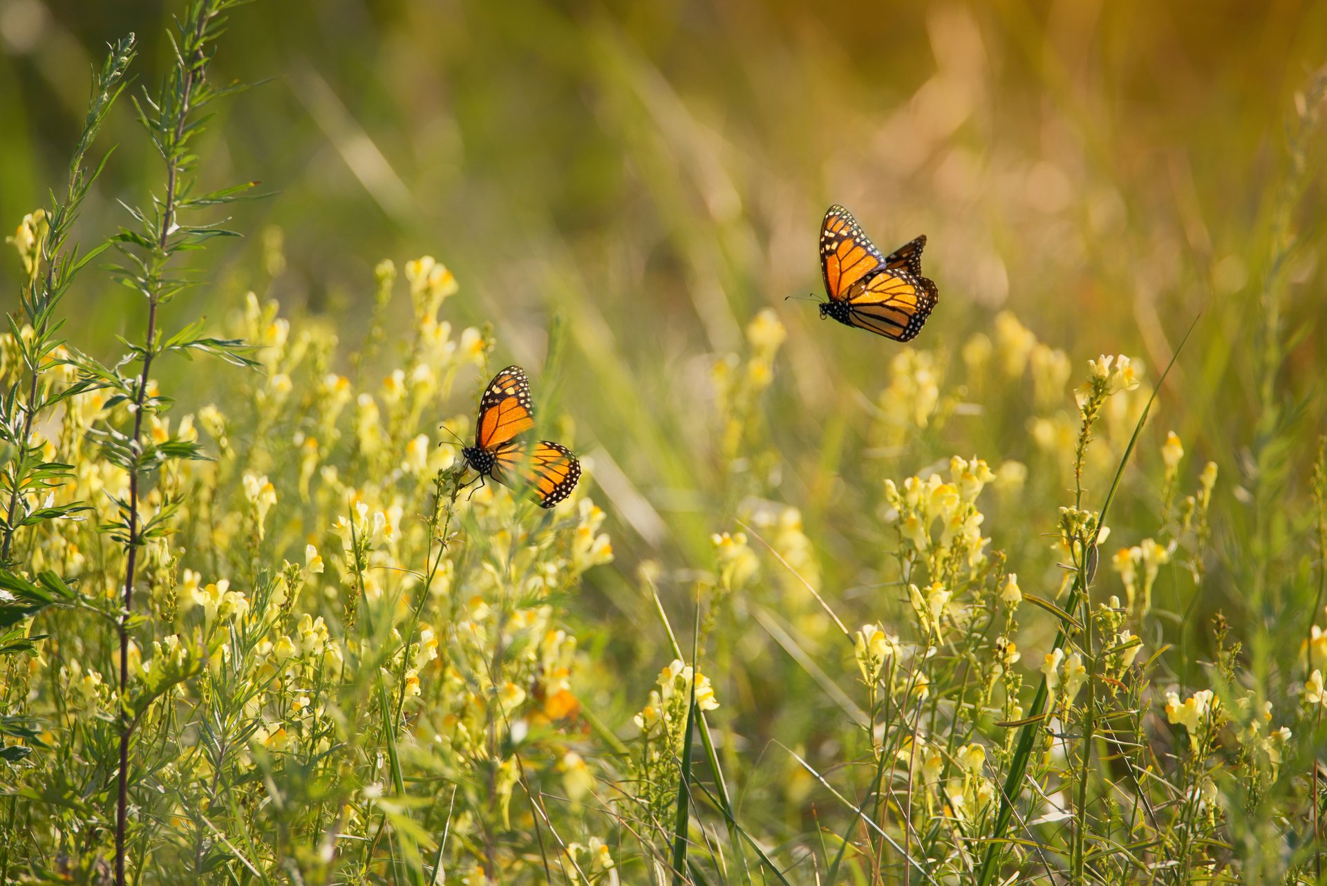 Two Monarchs on Wildflowers copyright Iliana Romanul