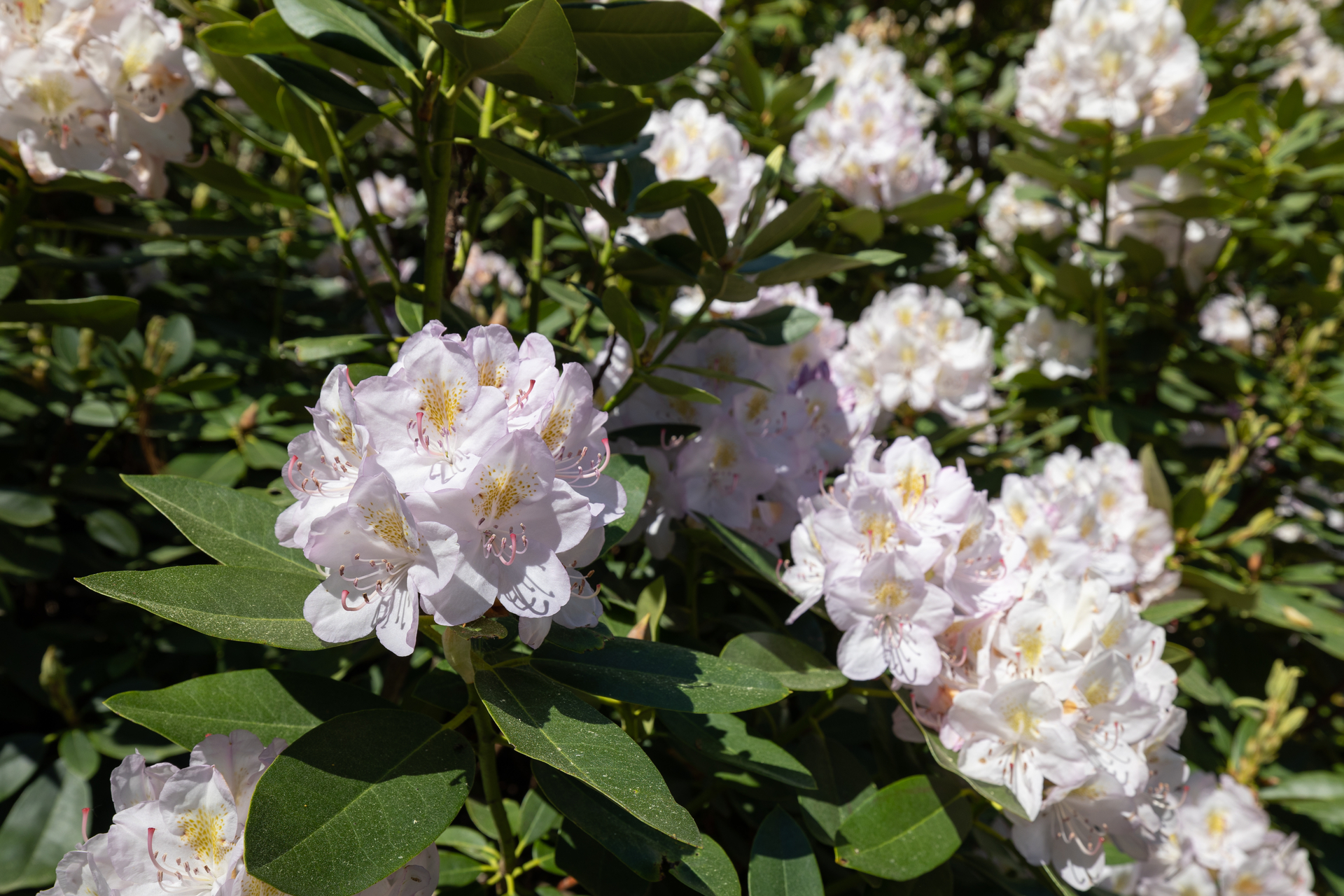 Numerous small pink flowers with a yellow center on a bush.