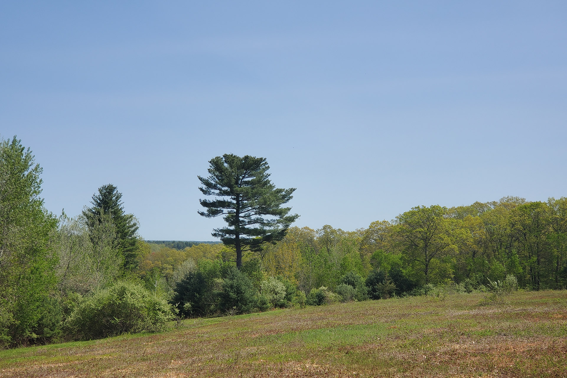 tree on a hill at Broad Hill Wildlife Sanctuary