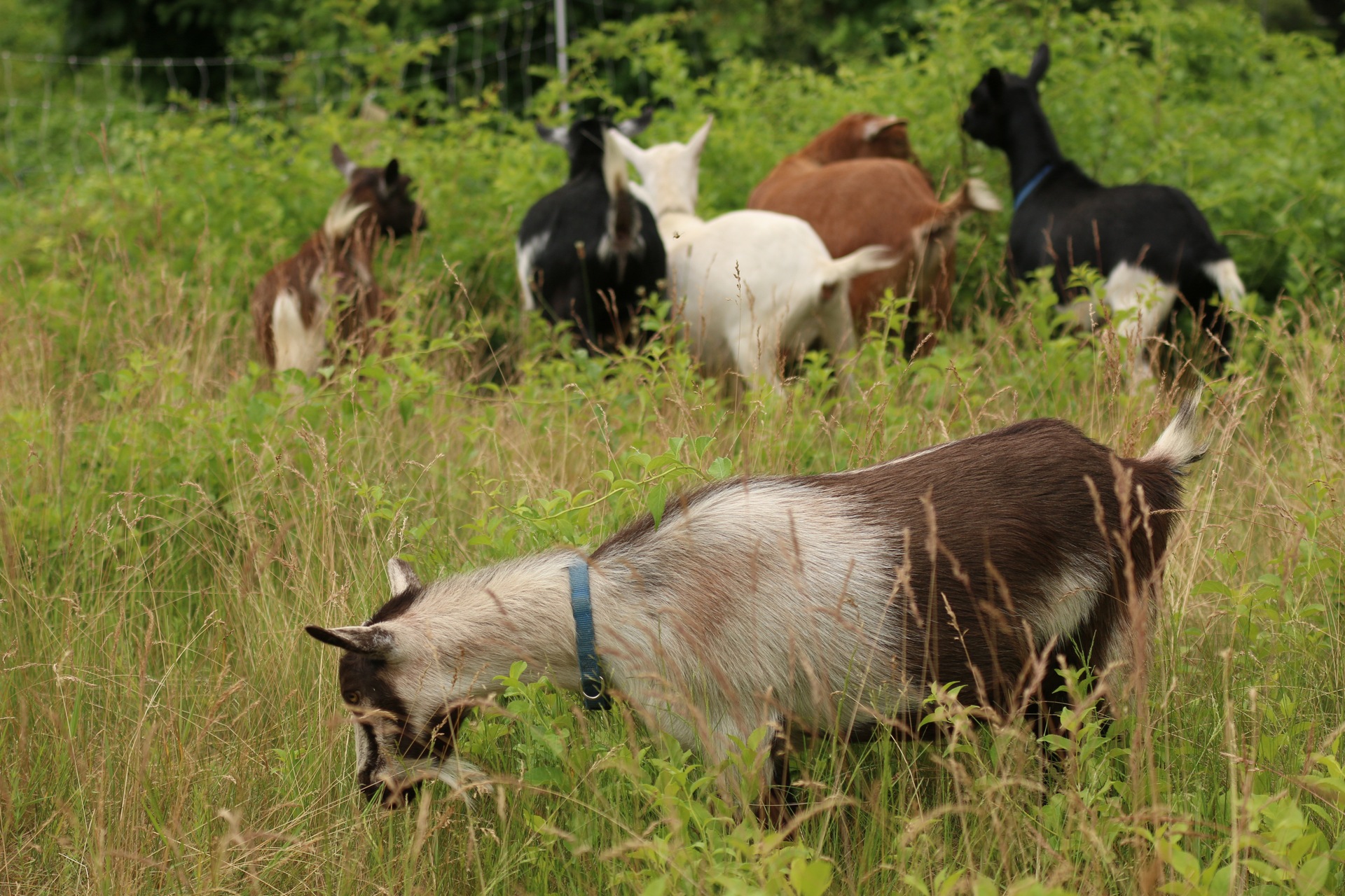 Multi-colored goats munching on grass in a meadow.