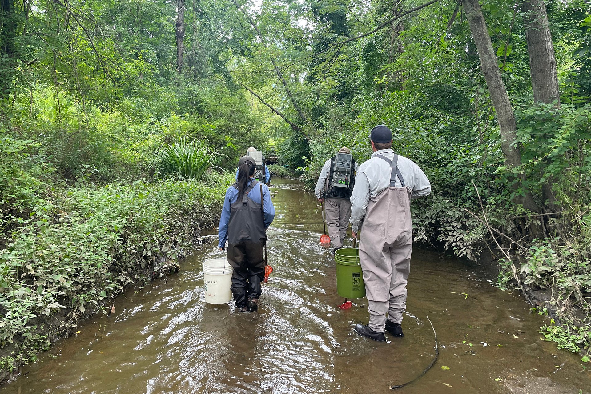 People in Stream with Buckets at Broad Meadow Brook