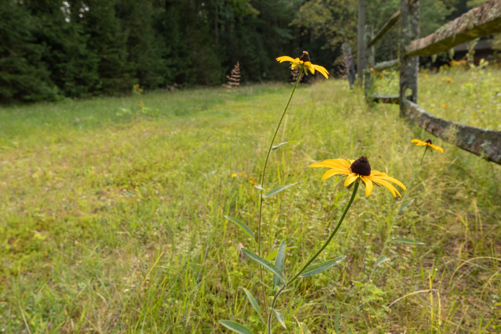 Three Black-eyed Susans next to an old wooden fence. A forest of pine trees in the distance.
