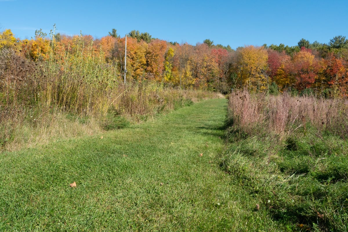 Green path cut between tall vegetation leading to a forest with fall foliage.