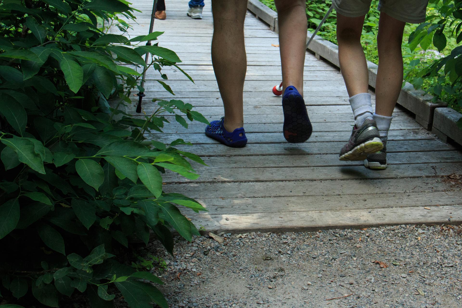 Walking along an all persons trail boardwalk