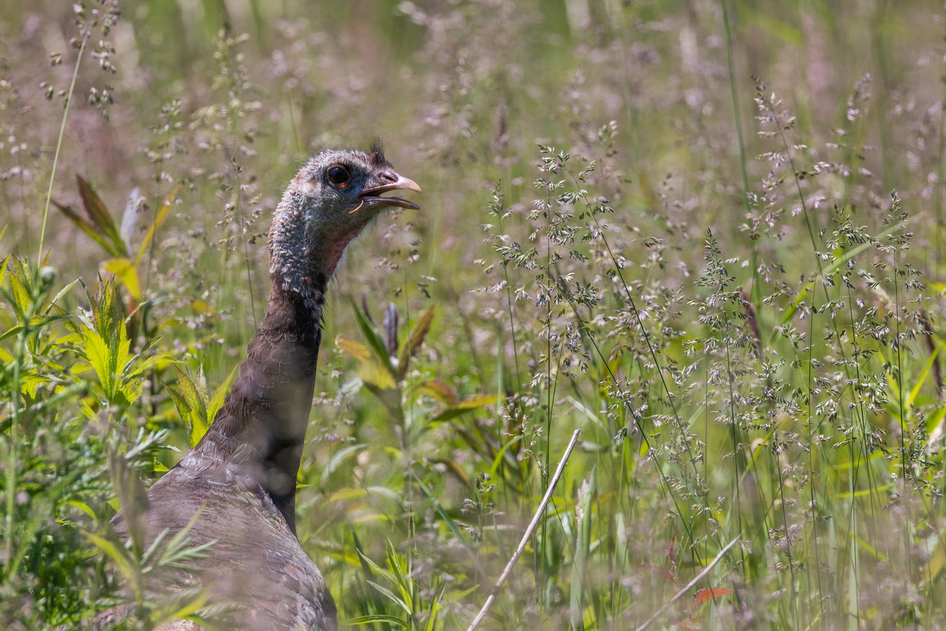 Wild Turkey in grassland