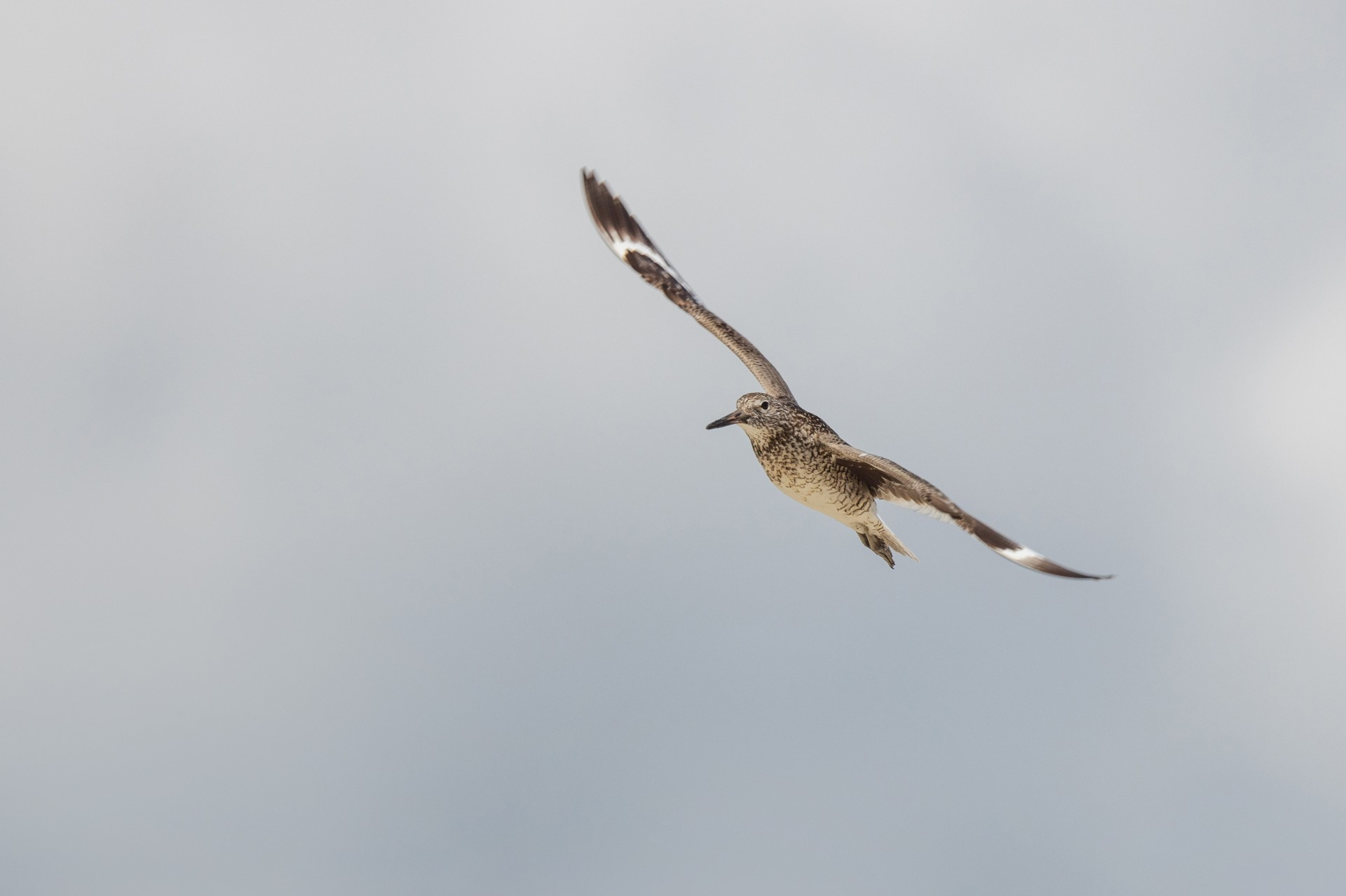 Willet flying