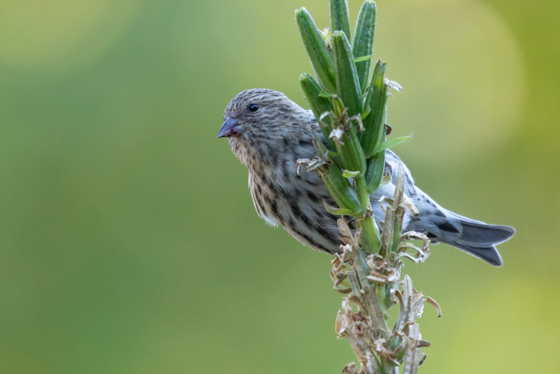 bird on pine branch