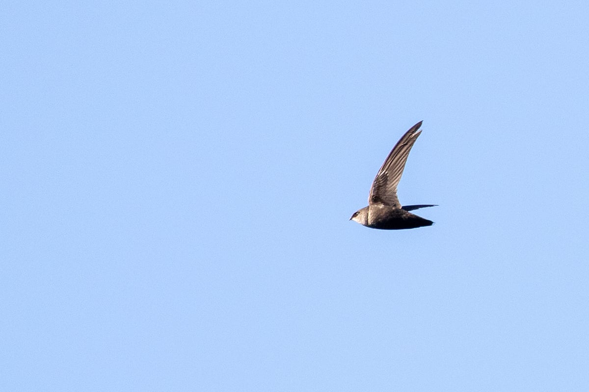 chimney swift flying through the air