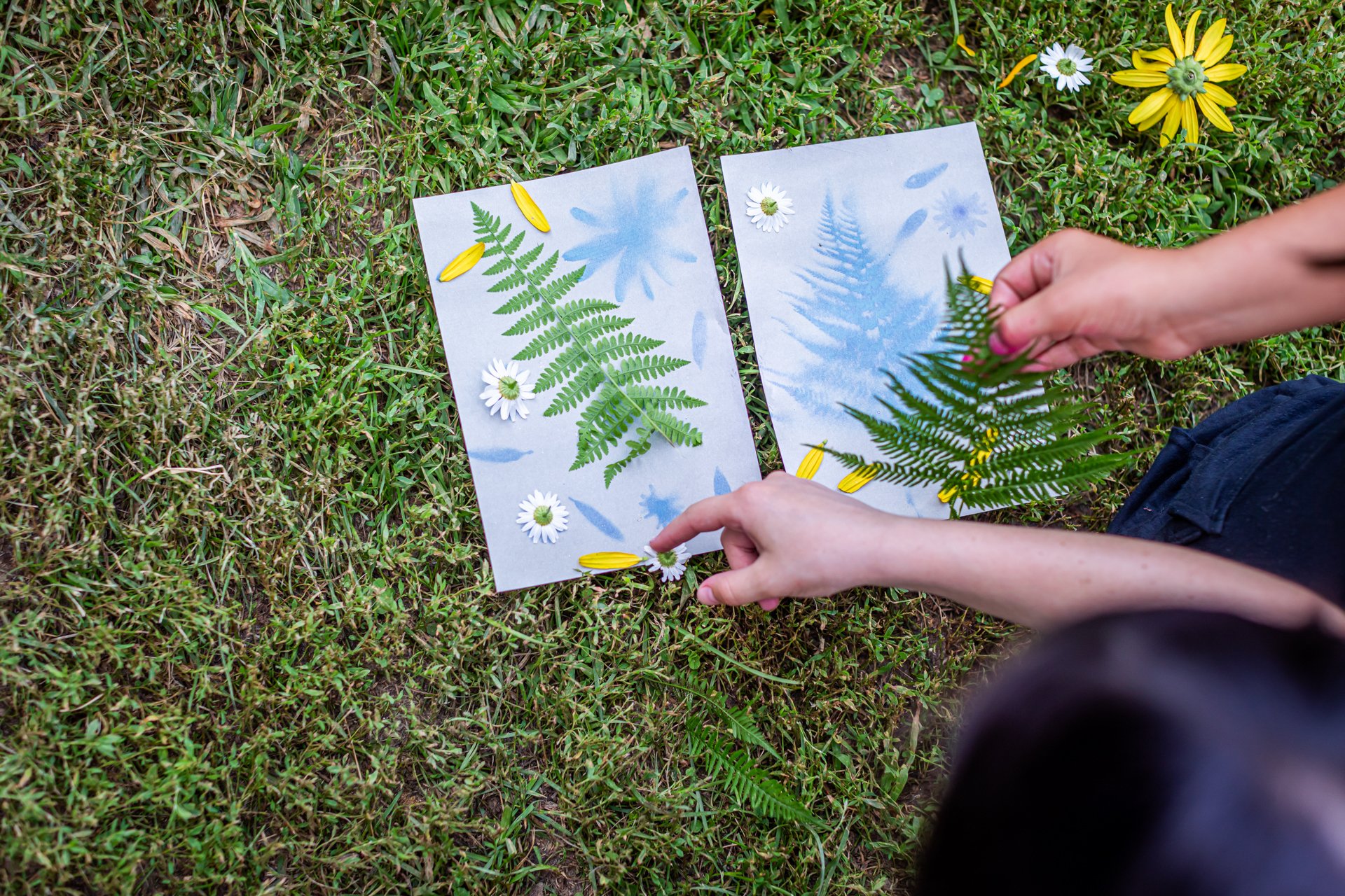 Campers use solar print paper and ferns, flowers, and leaves to make nature art at Arcadia Nature Camp