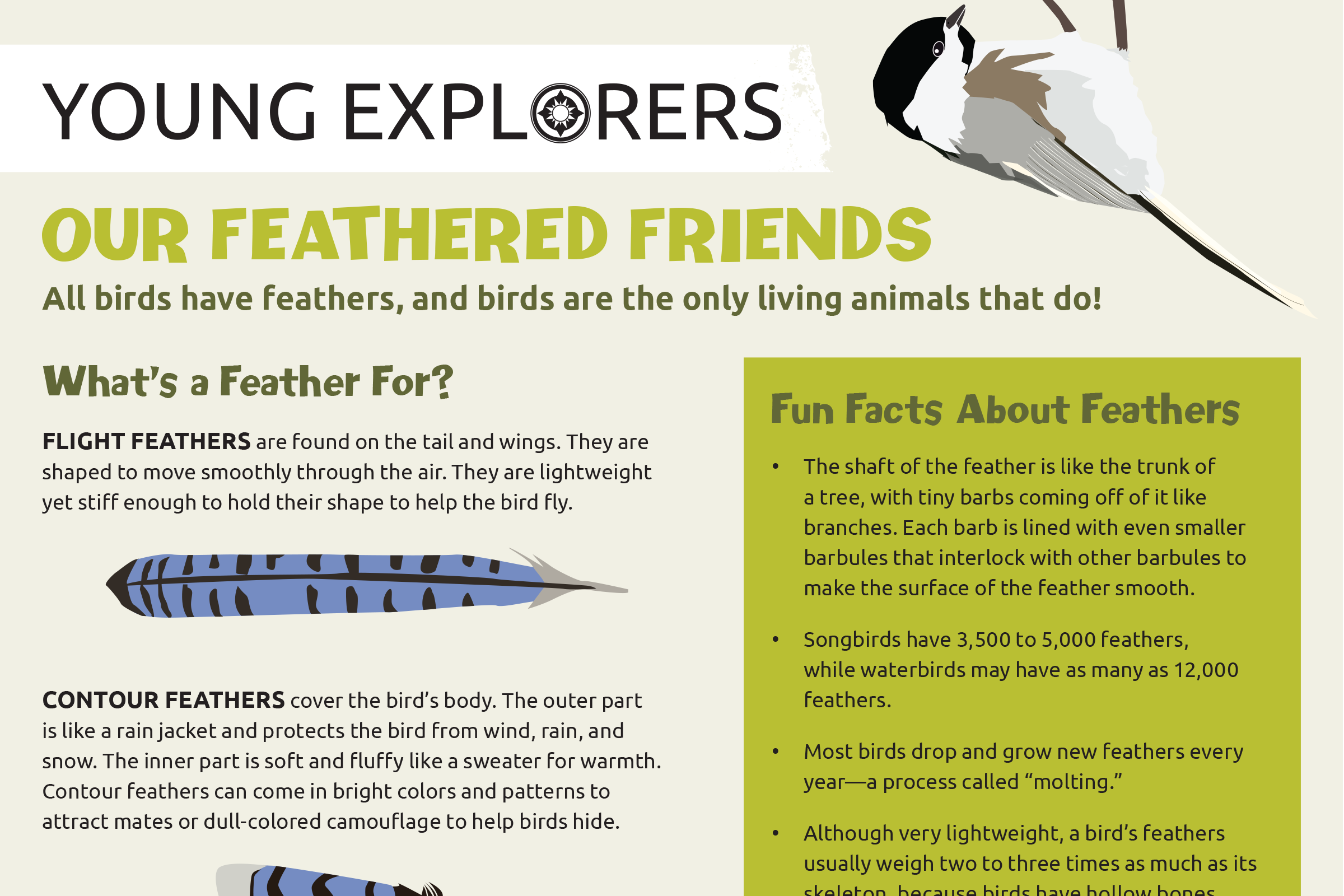 Preview of Our Feathered Friends activity sheet