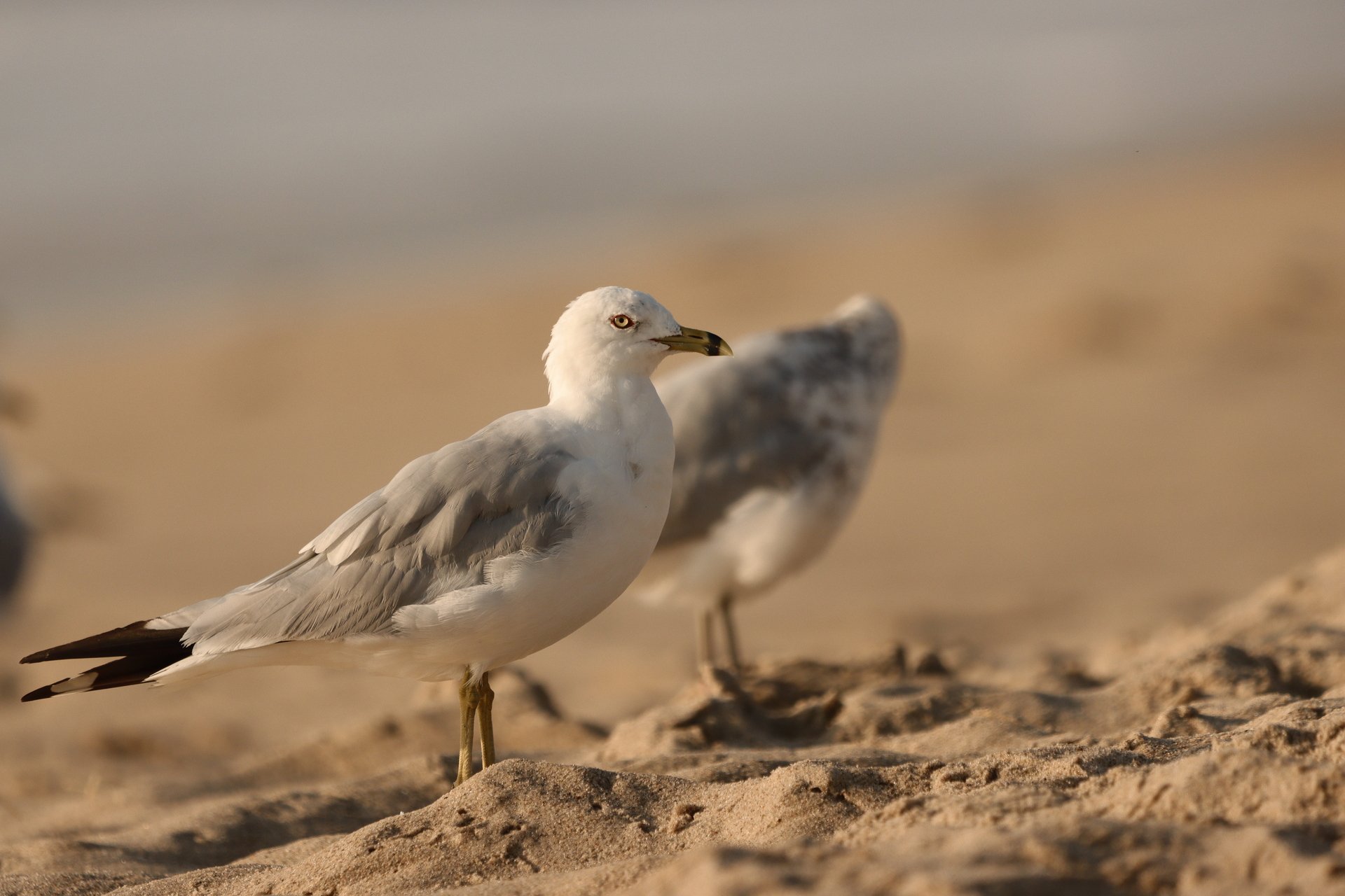 Ring-billed Gull standing on sand