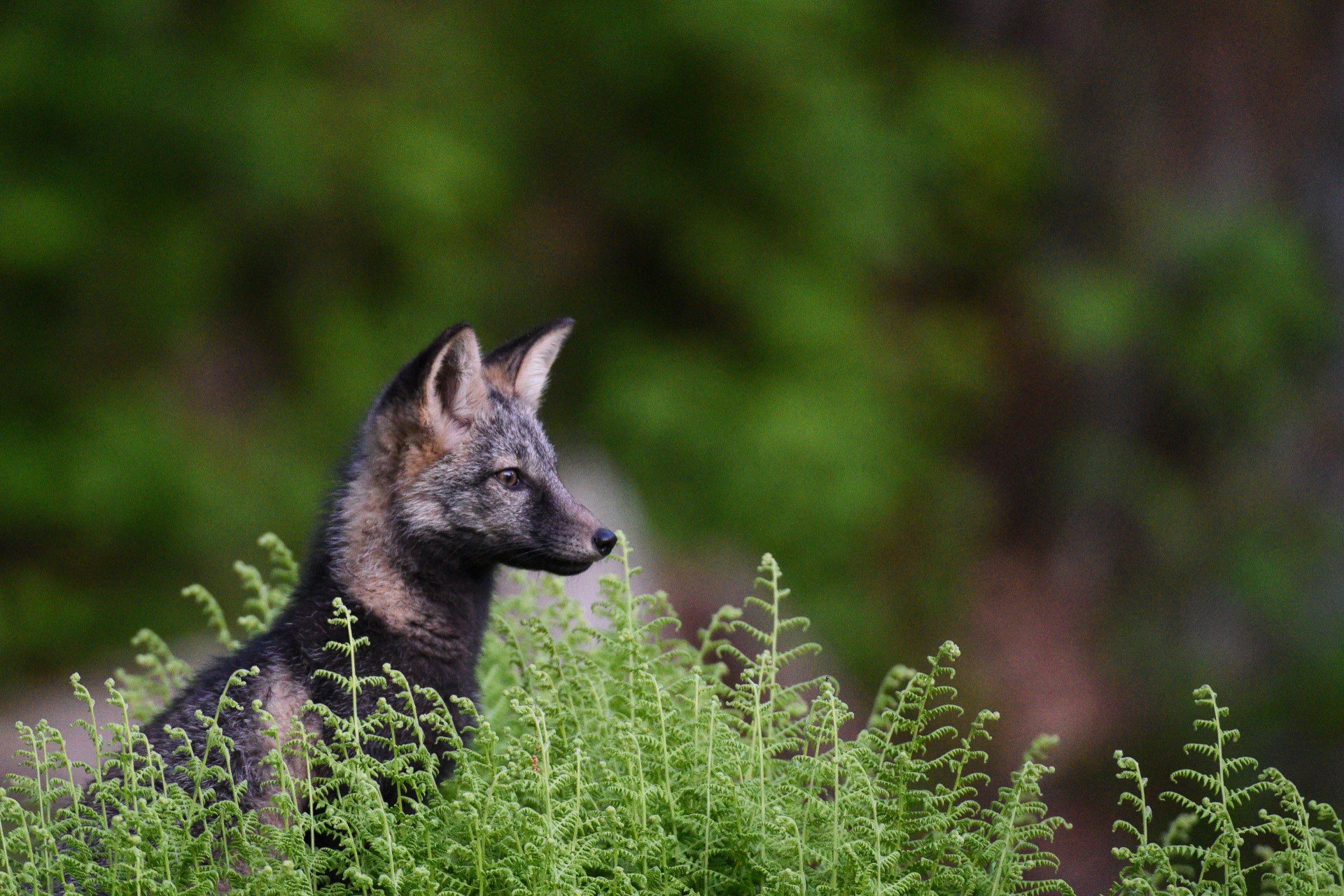 Dark colored red fox looking out from greenery