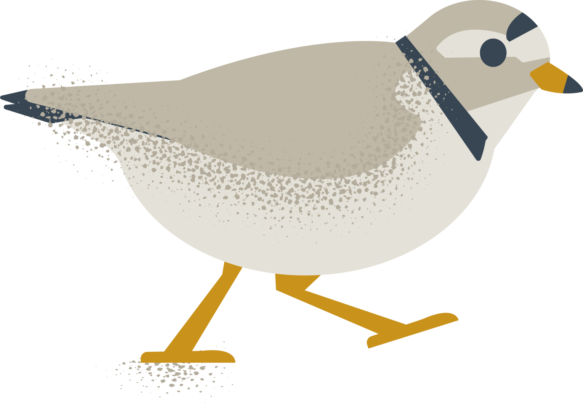 piping plover graphic