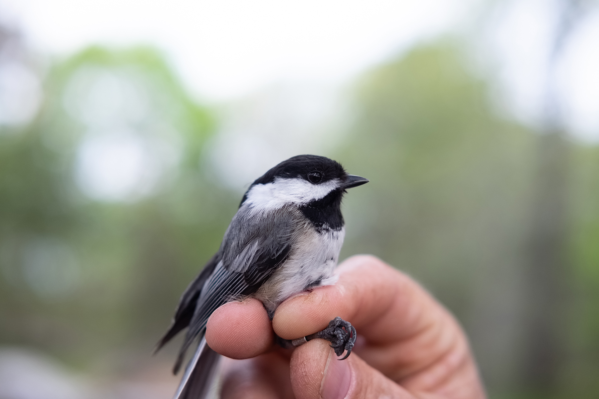Black-capped chickadee held in a person's fingers