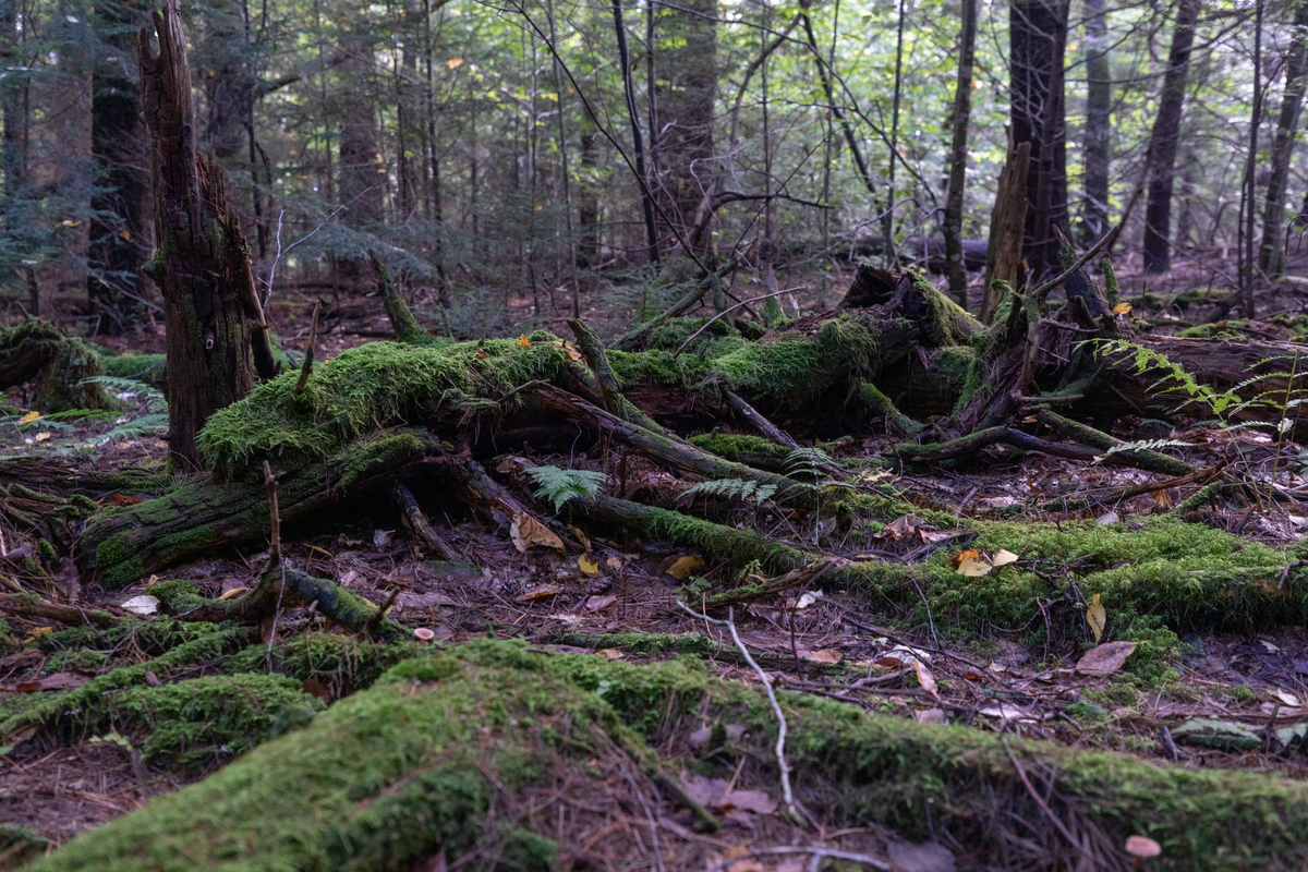 Fallen trees covered in green moss in a forest.
