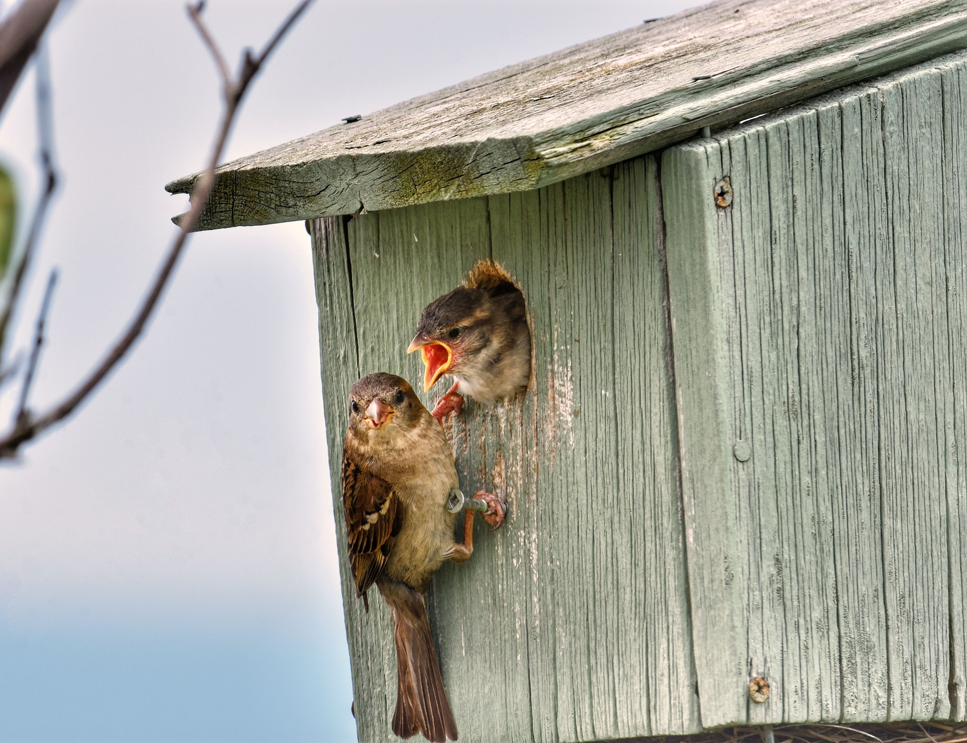 One bird chirping at anothee at nest box