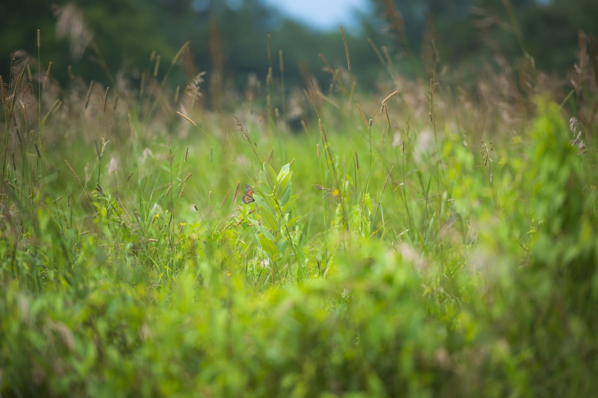 High Grass with small butterfly