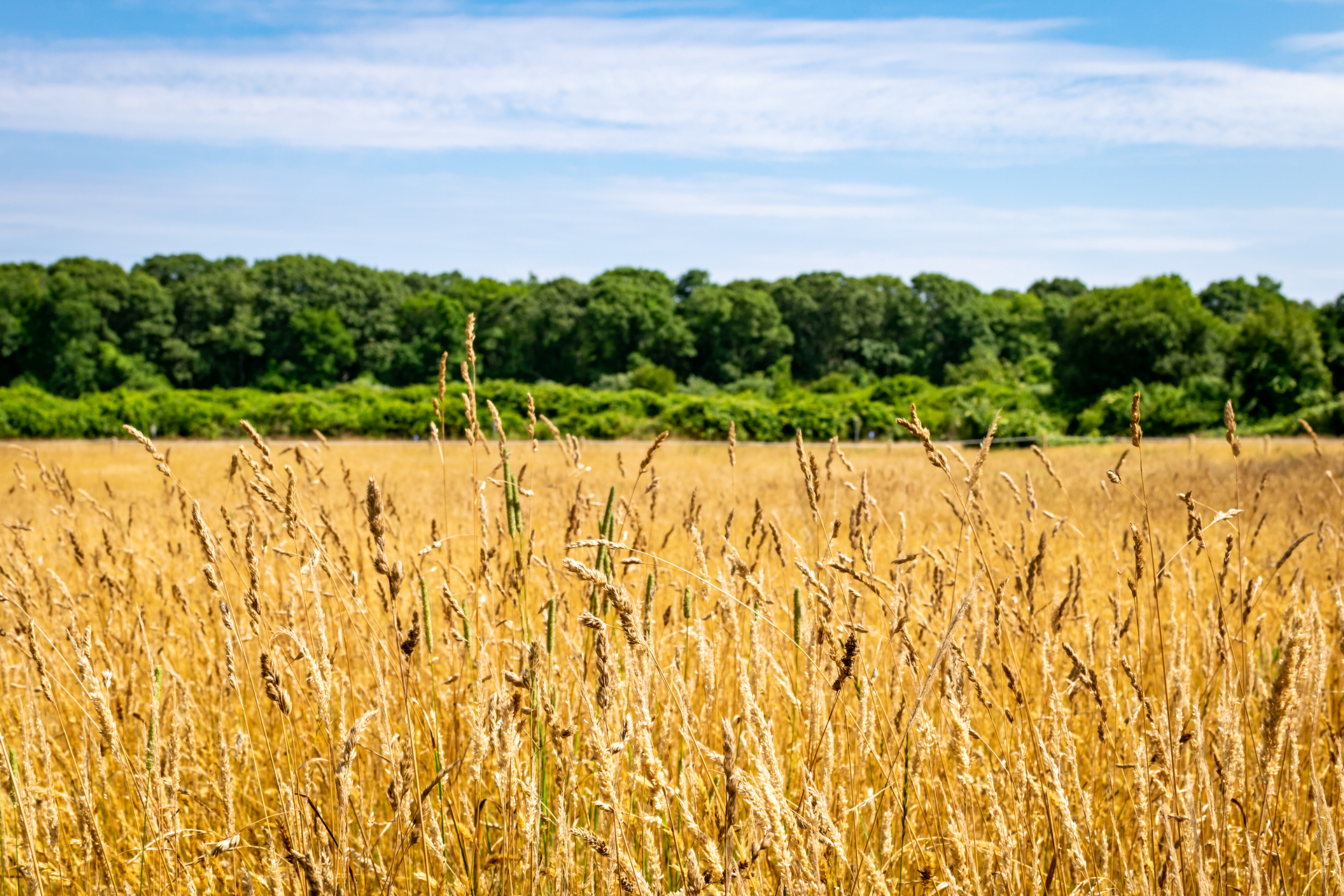 grassland with green trees in background