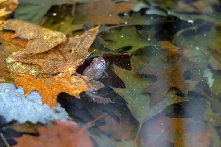 Frog, partly covered by floating leaves, in shallow water with sunken leaves.