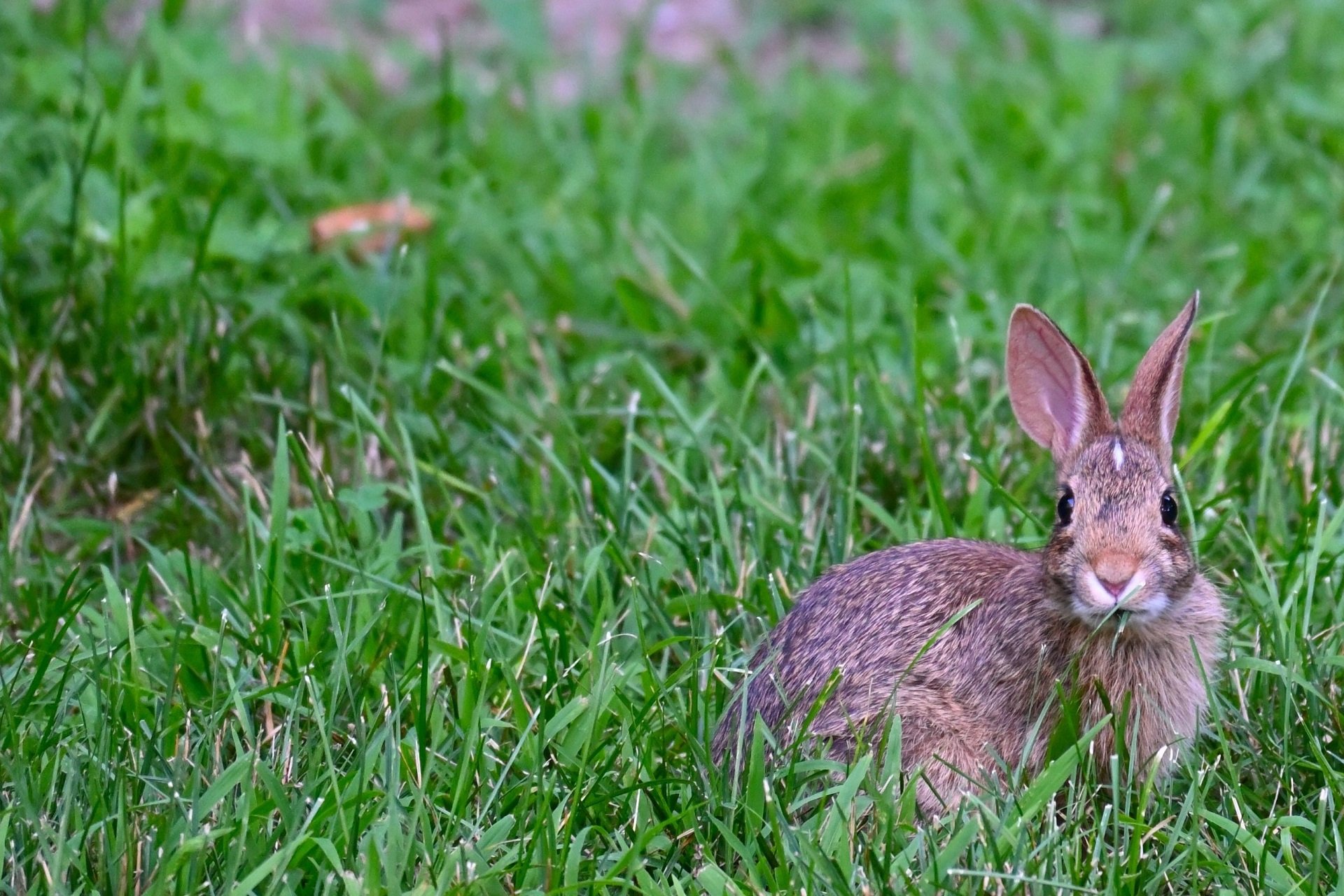 Cottontail rabbit nibbles grass.