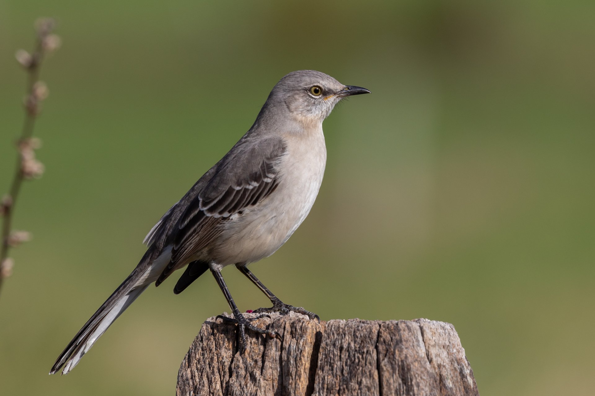 Northern Mockingbird perched on stump