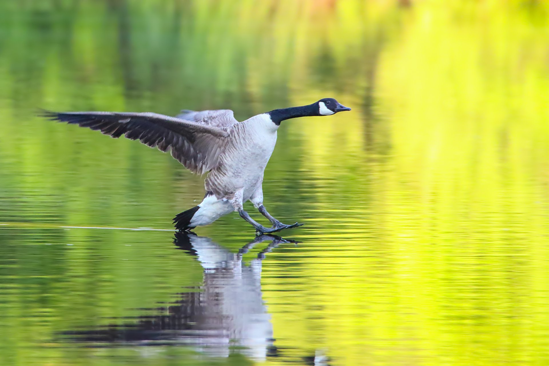 Canada Goos landing on water