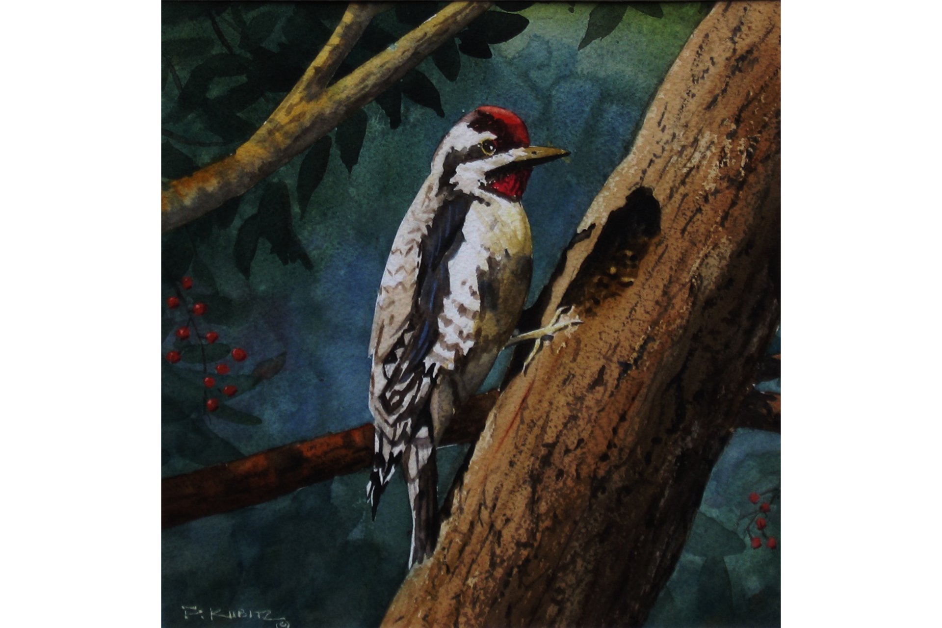 Painting of a Yellow-bellied sapsucker perched on a branch