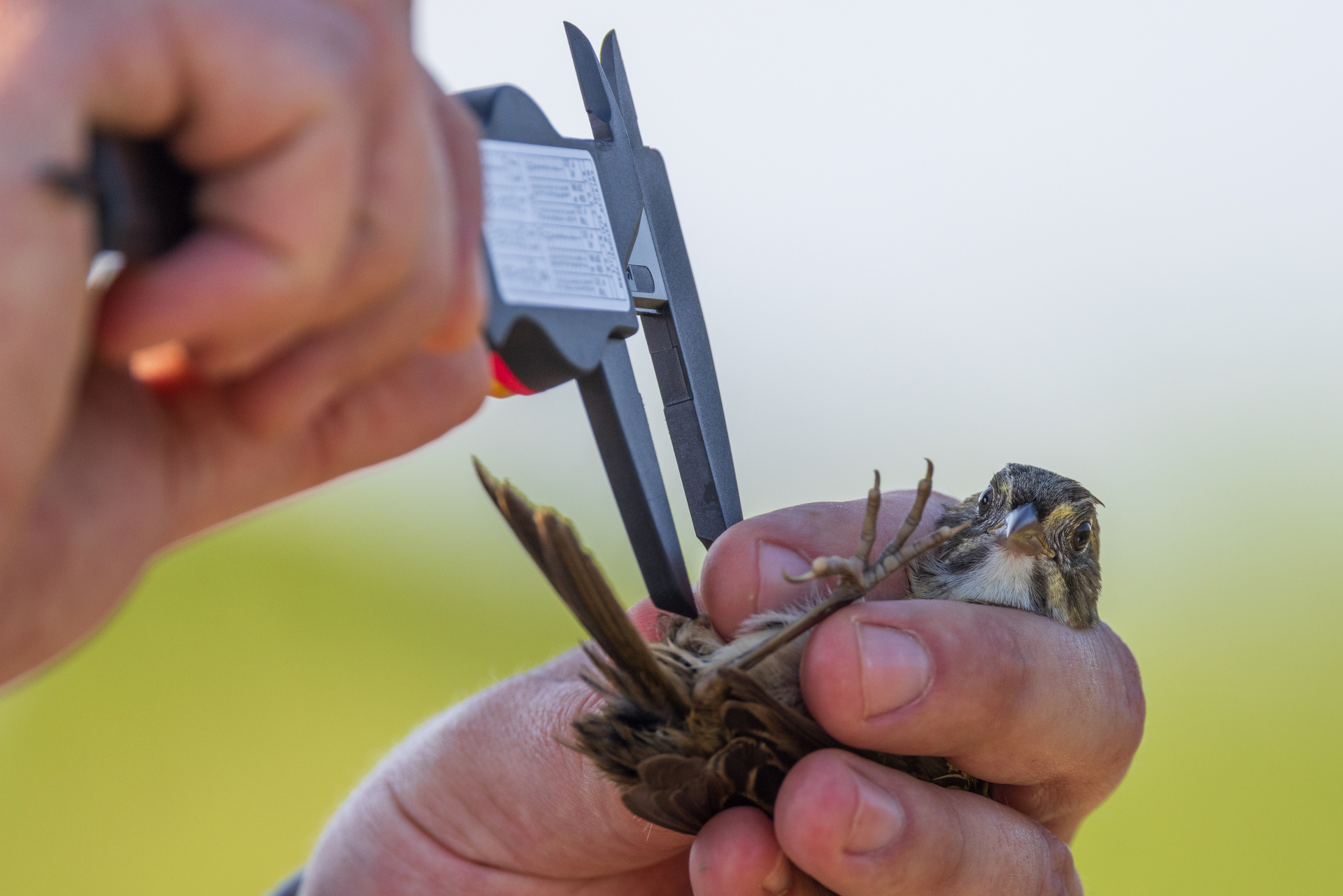 saltmarsh sparrow being measured by scientist