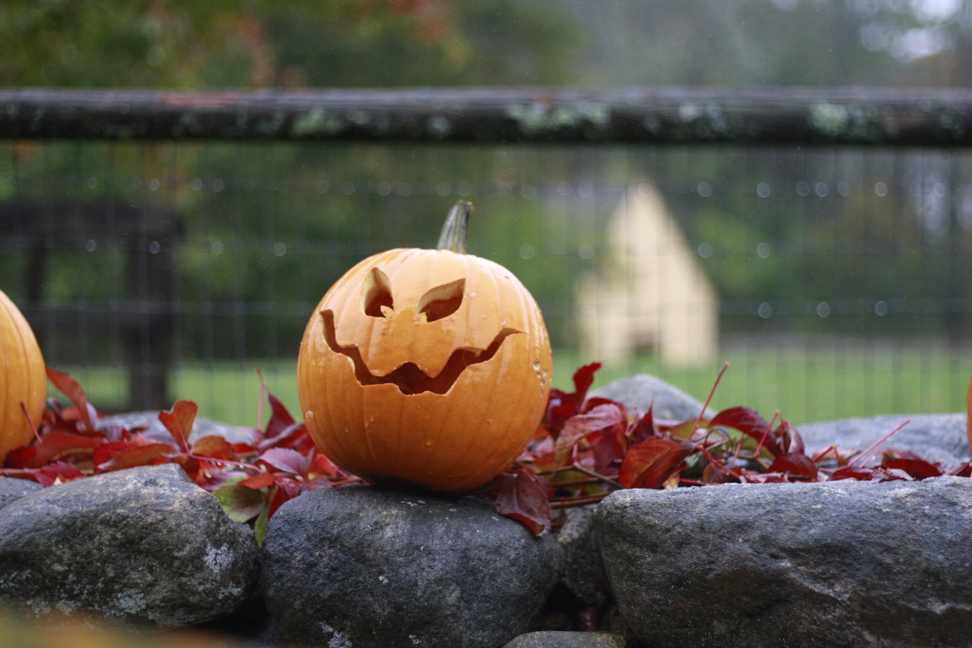 Carved pumpkin sitting on a rock wall with red leaves