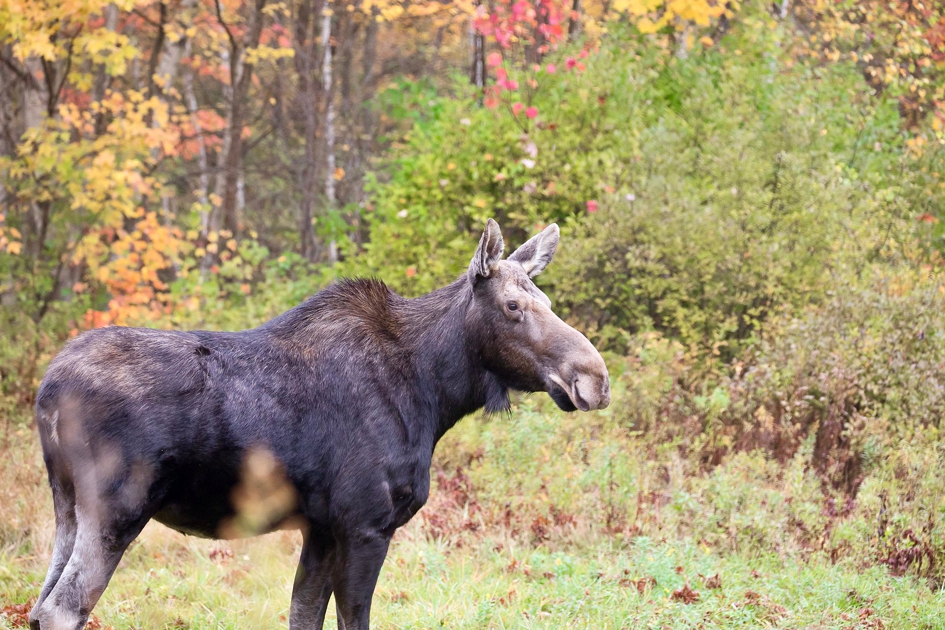 A moose without antlers standing in front of a forest.